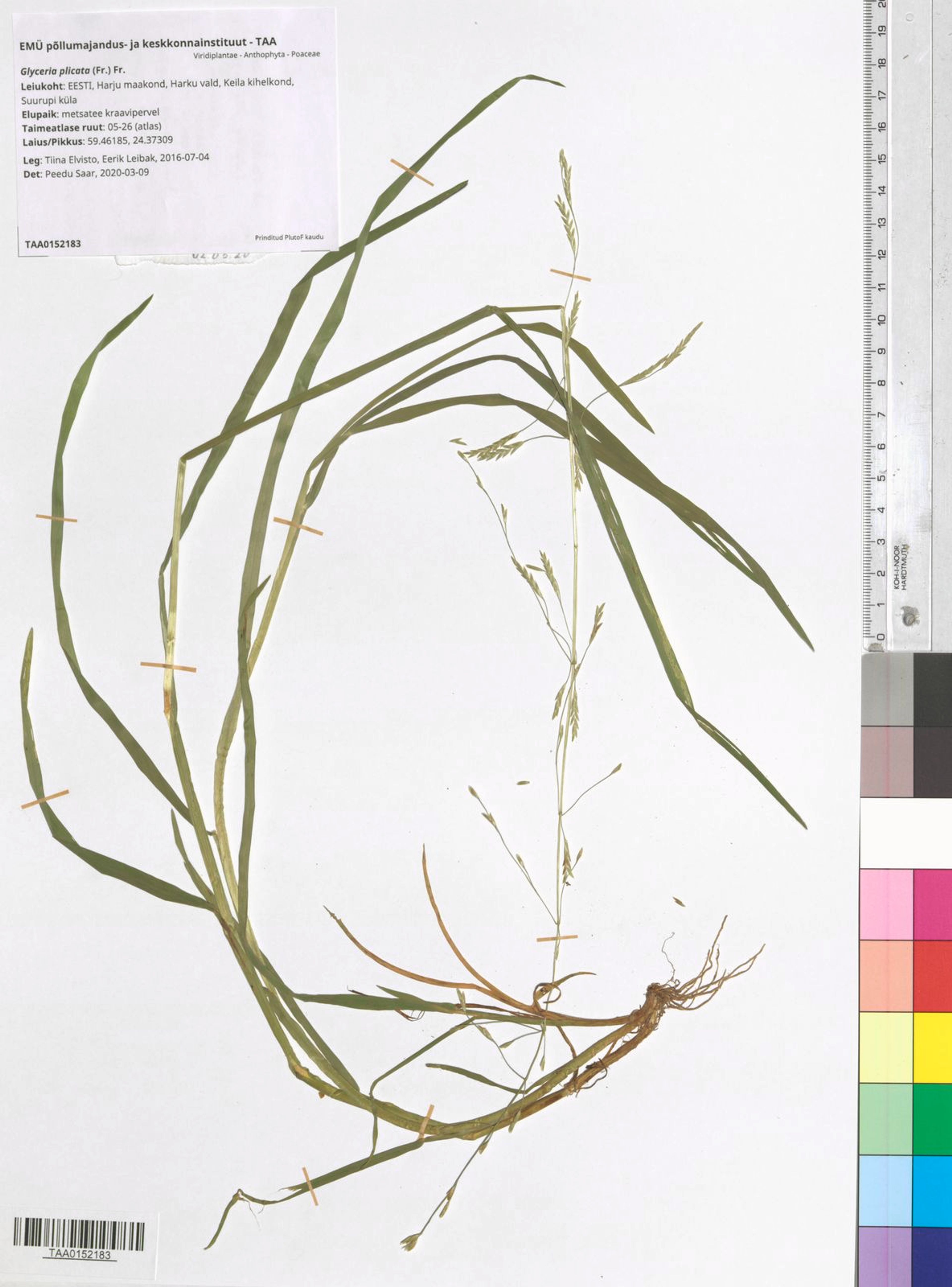 Glyceria plicata - 69