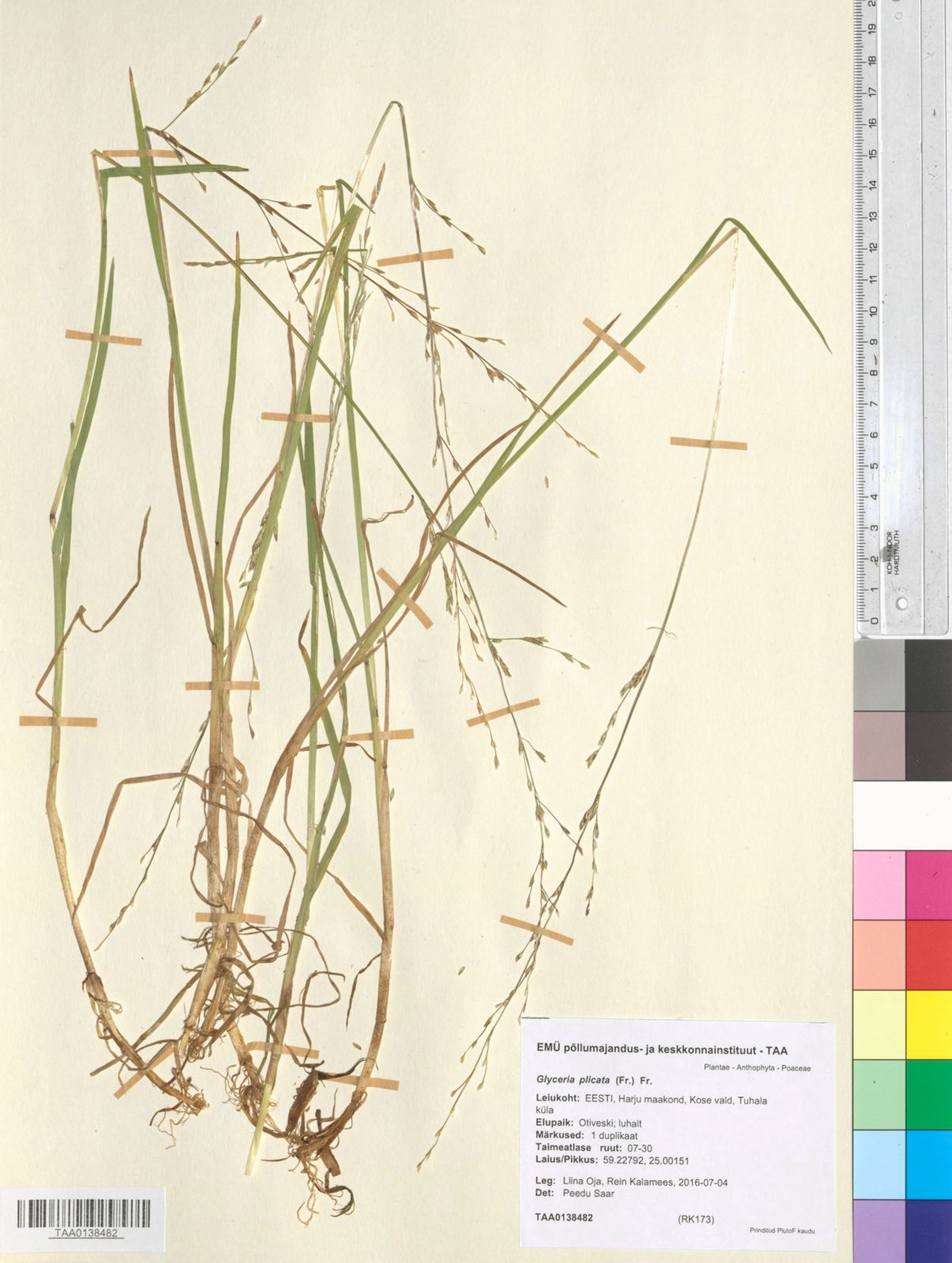 Glyceria plicata - 7