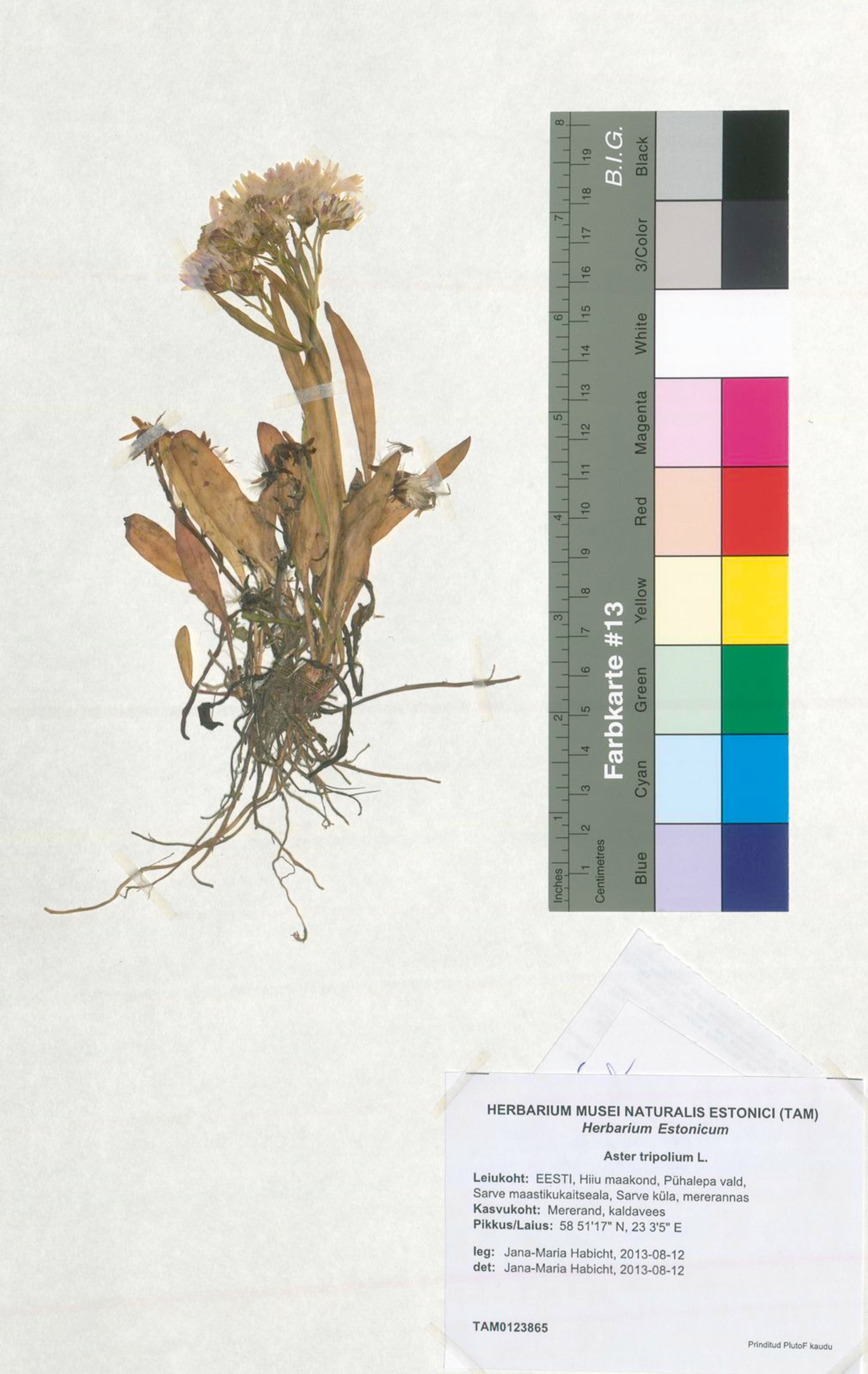 Aster tripolium - 48