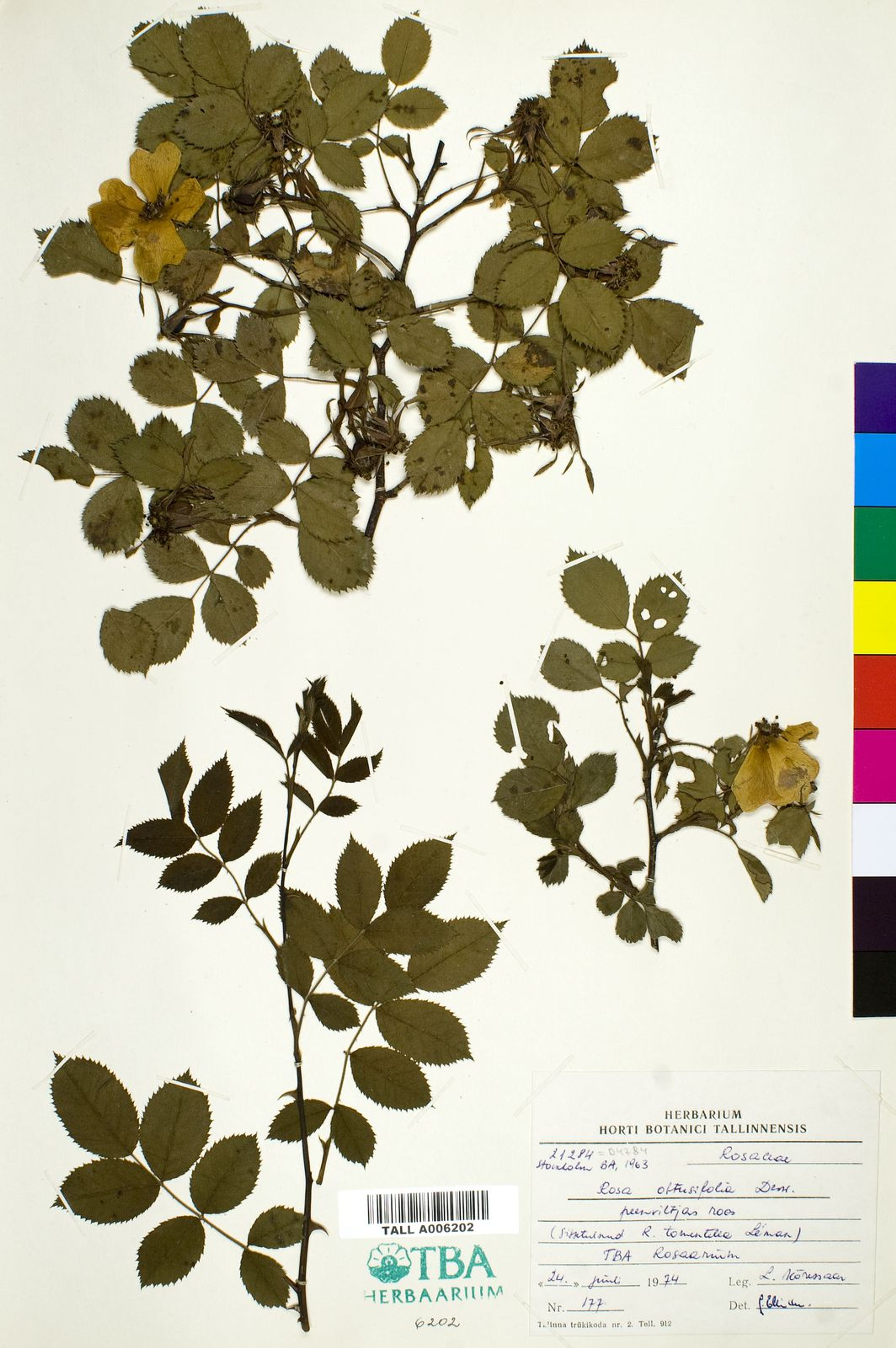 Rosa obtusifolia - 41