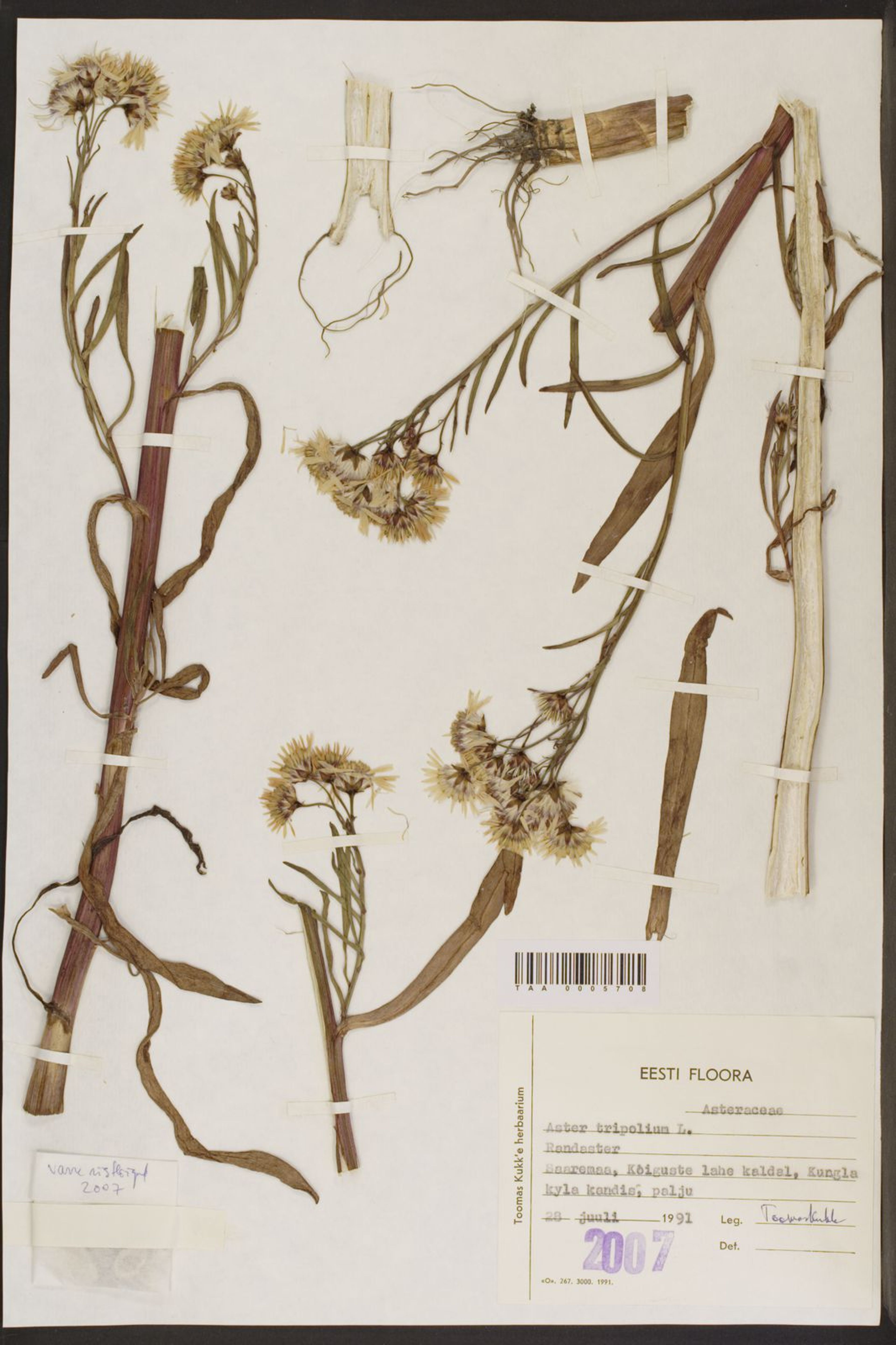 Aster tripolium - 93