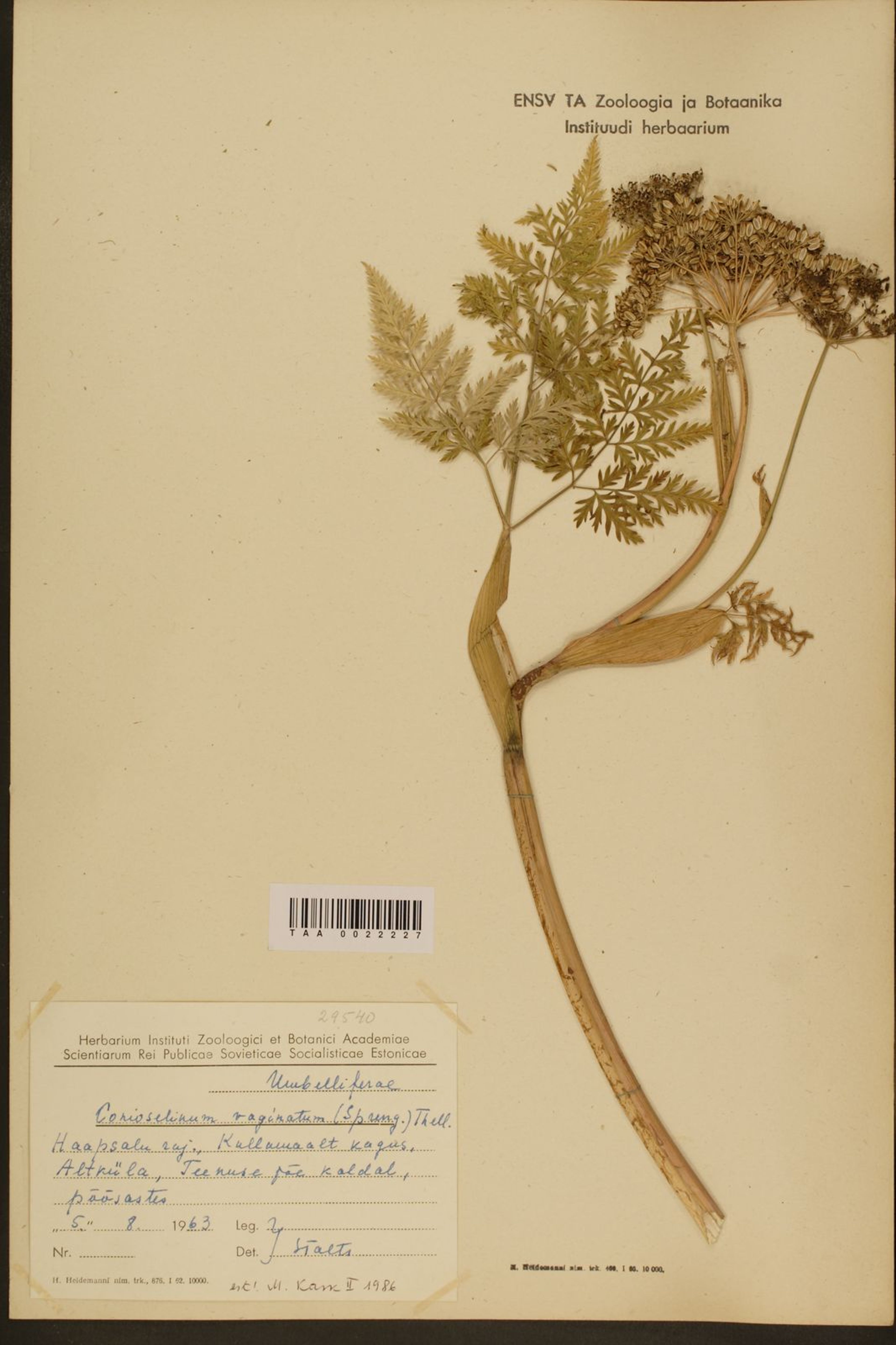 Conioselinum vaginatum - 30