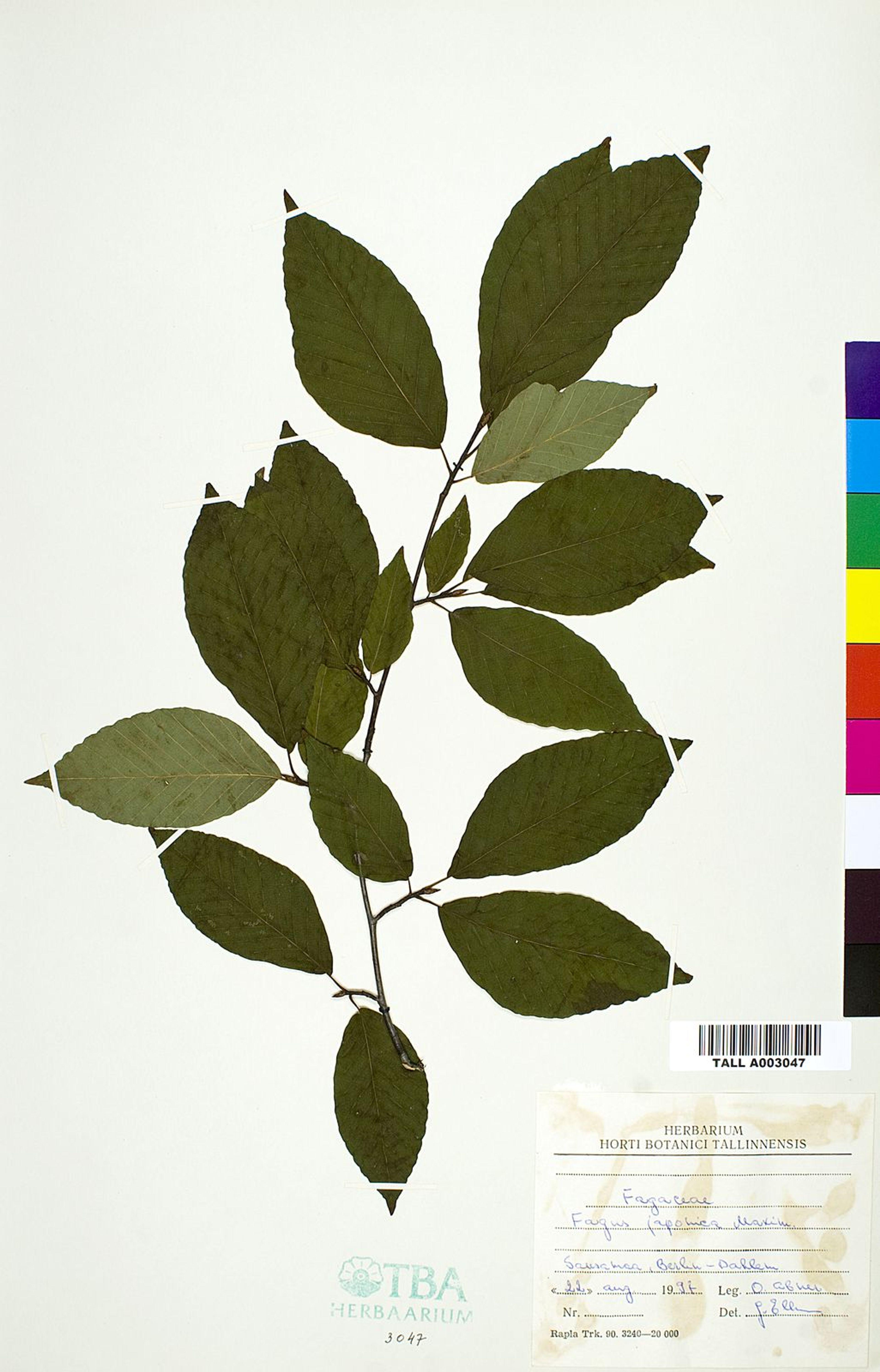 Fagus japonica - 110