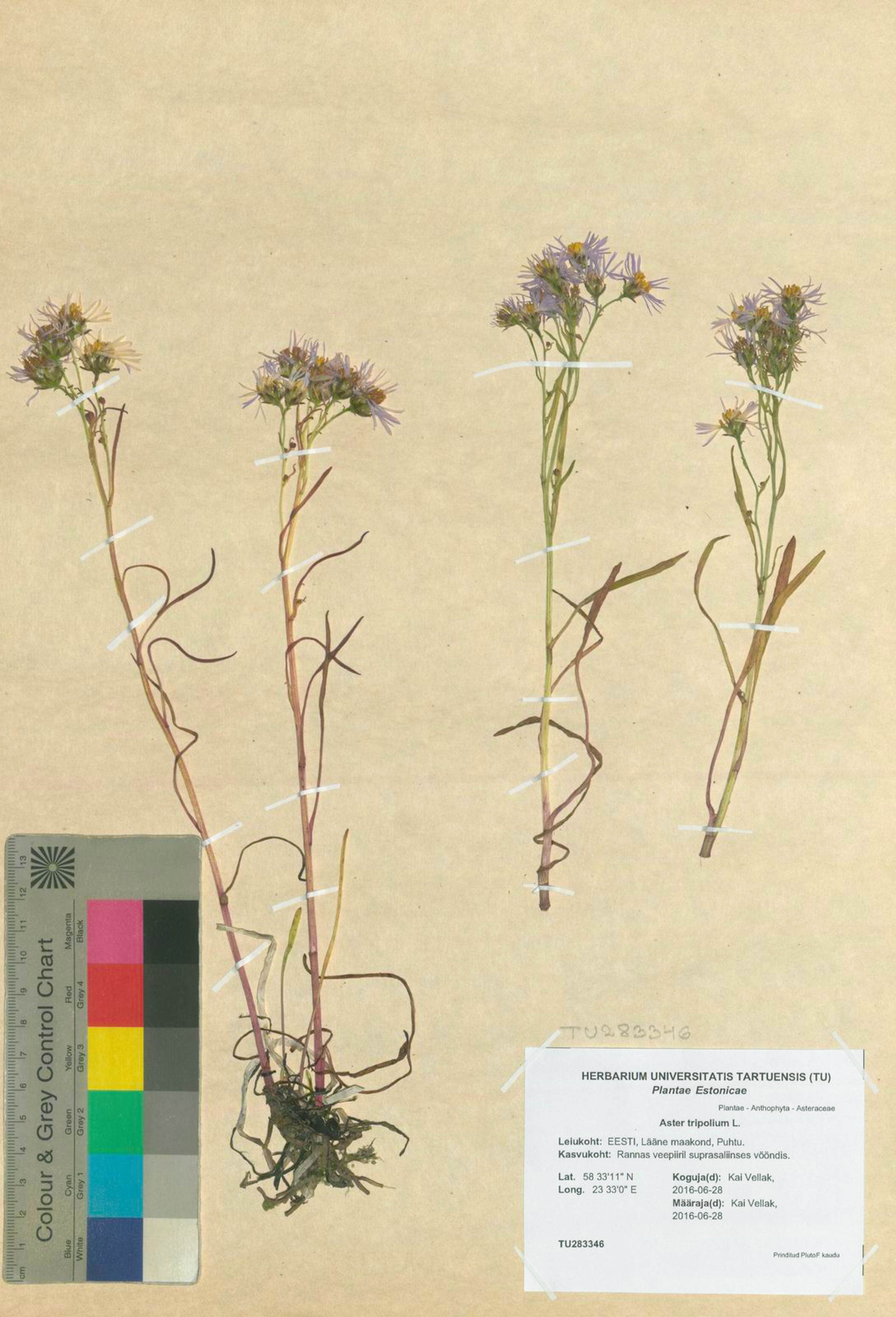 Aster tripolium - 86