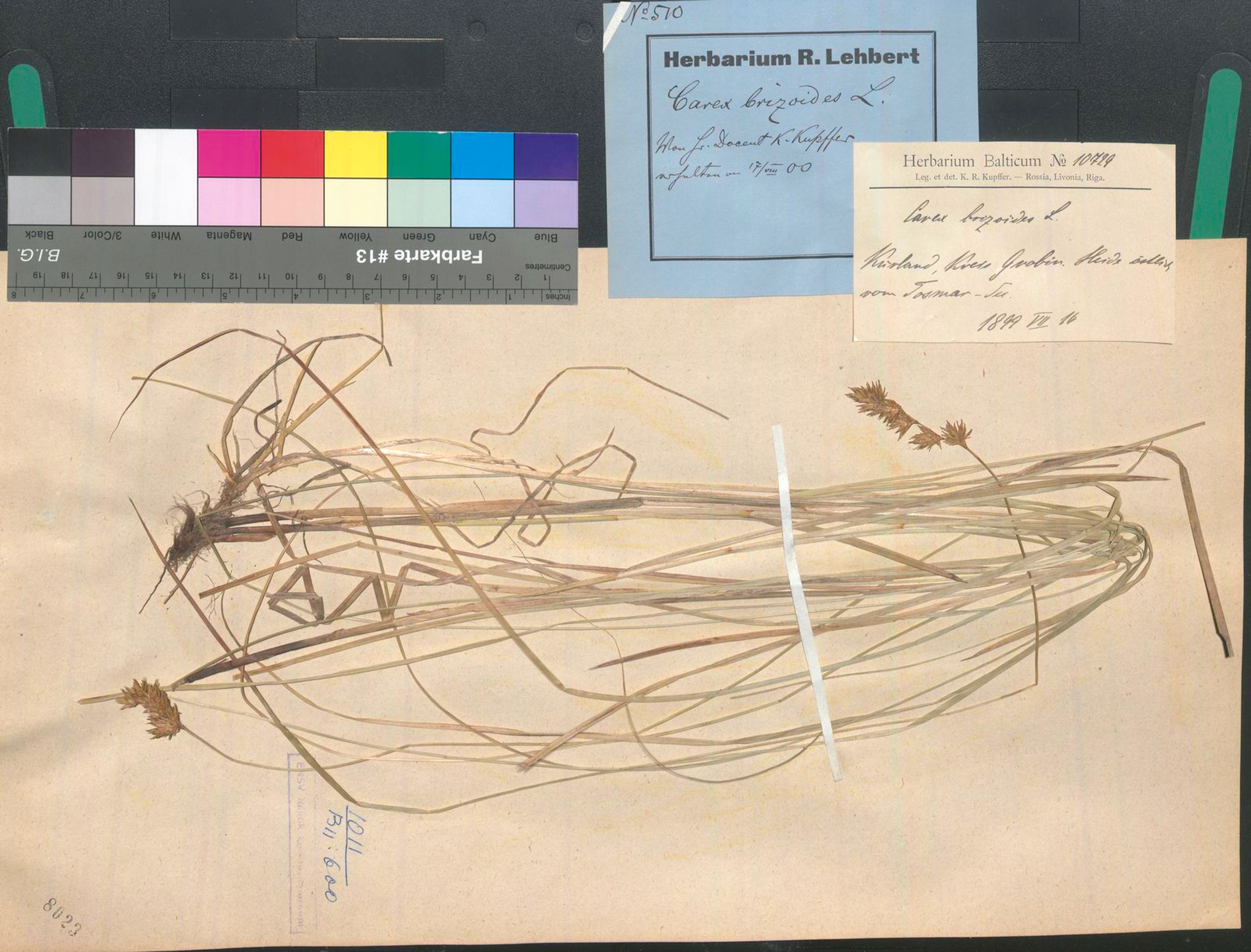 Carex brizoides - 3