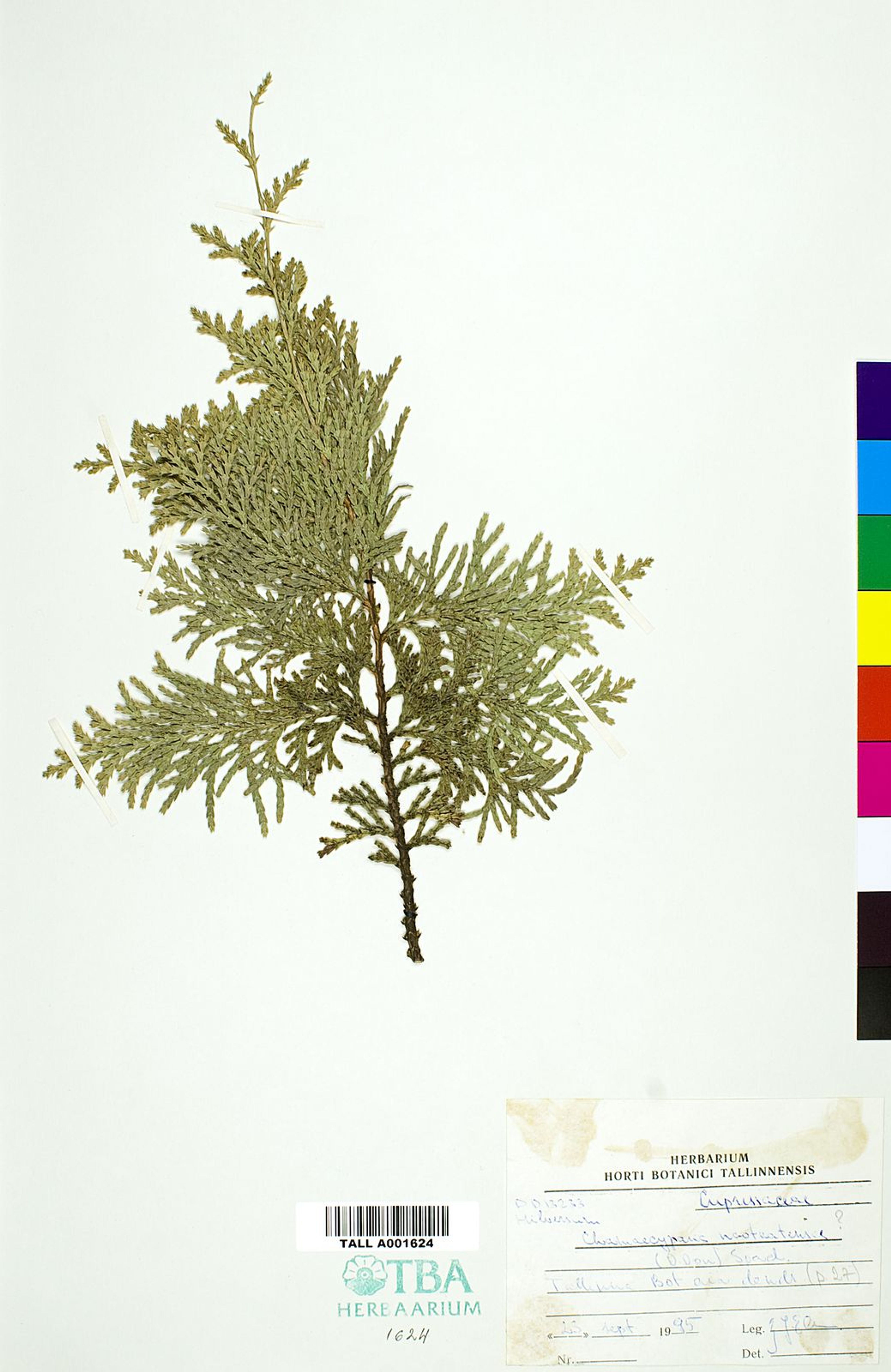 Chamaecyparis nootkatensis - 29