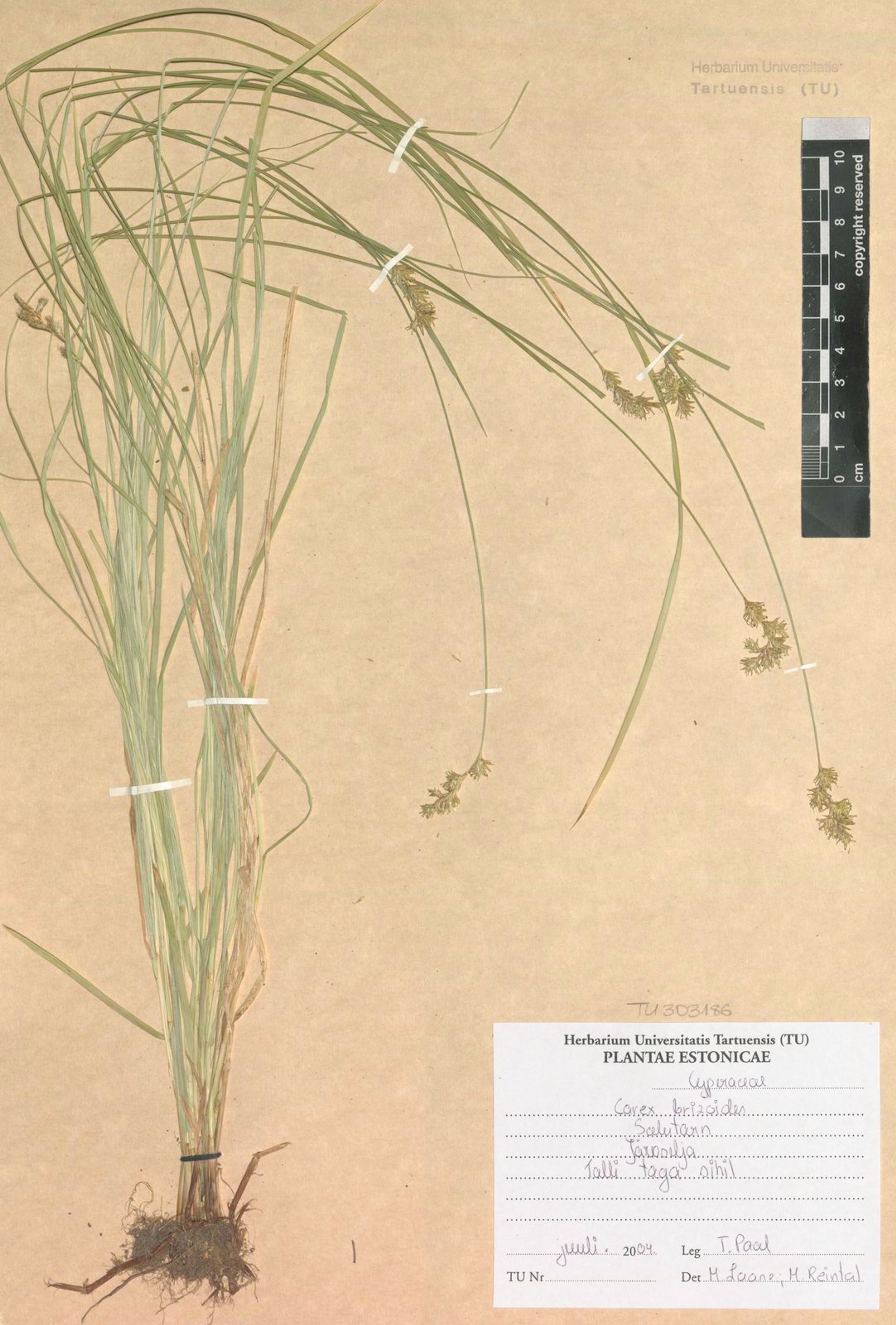 Carex brizoides - 26