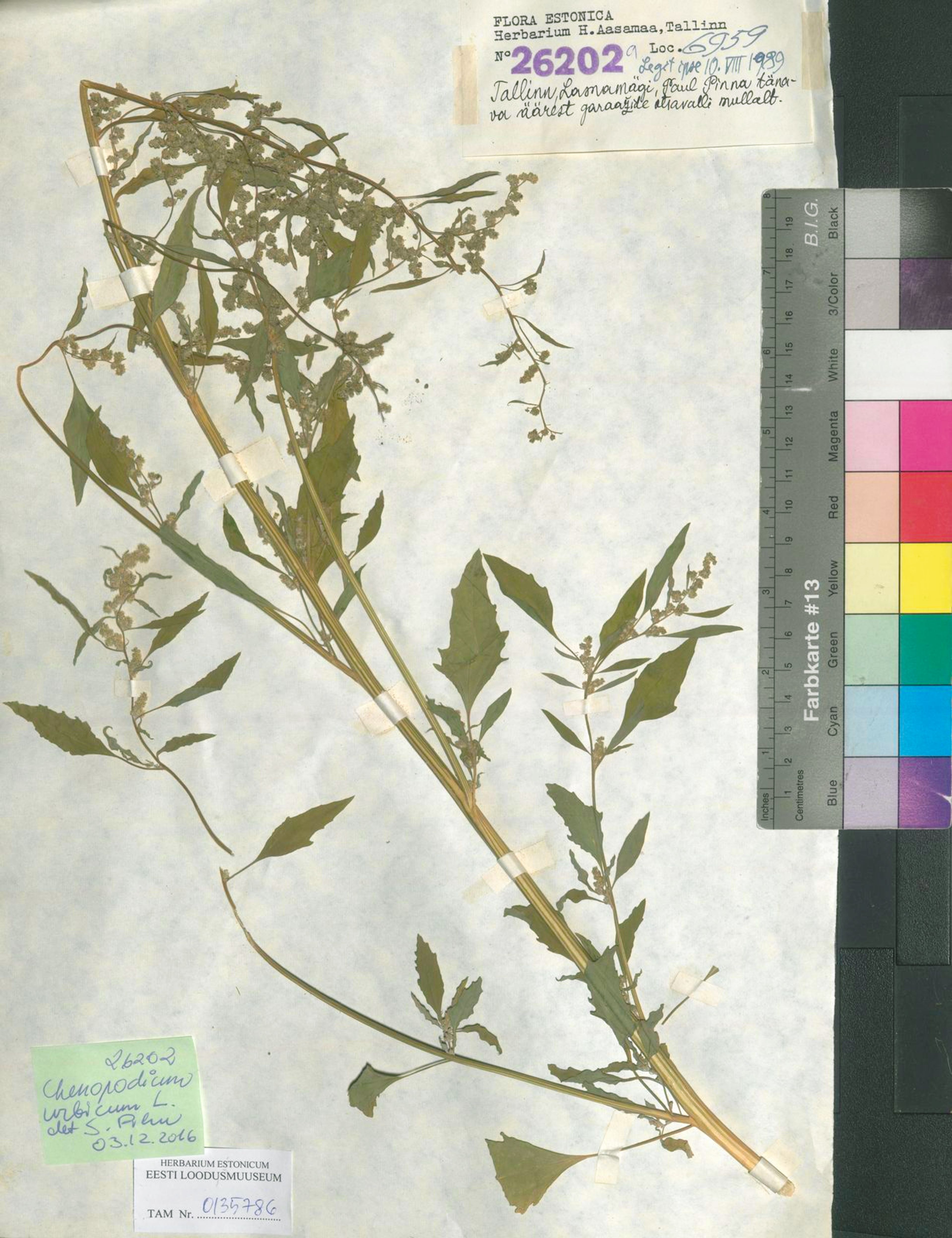 Chenopodium urbicum - 12