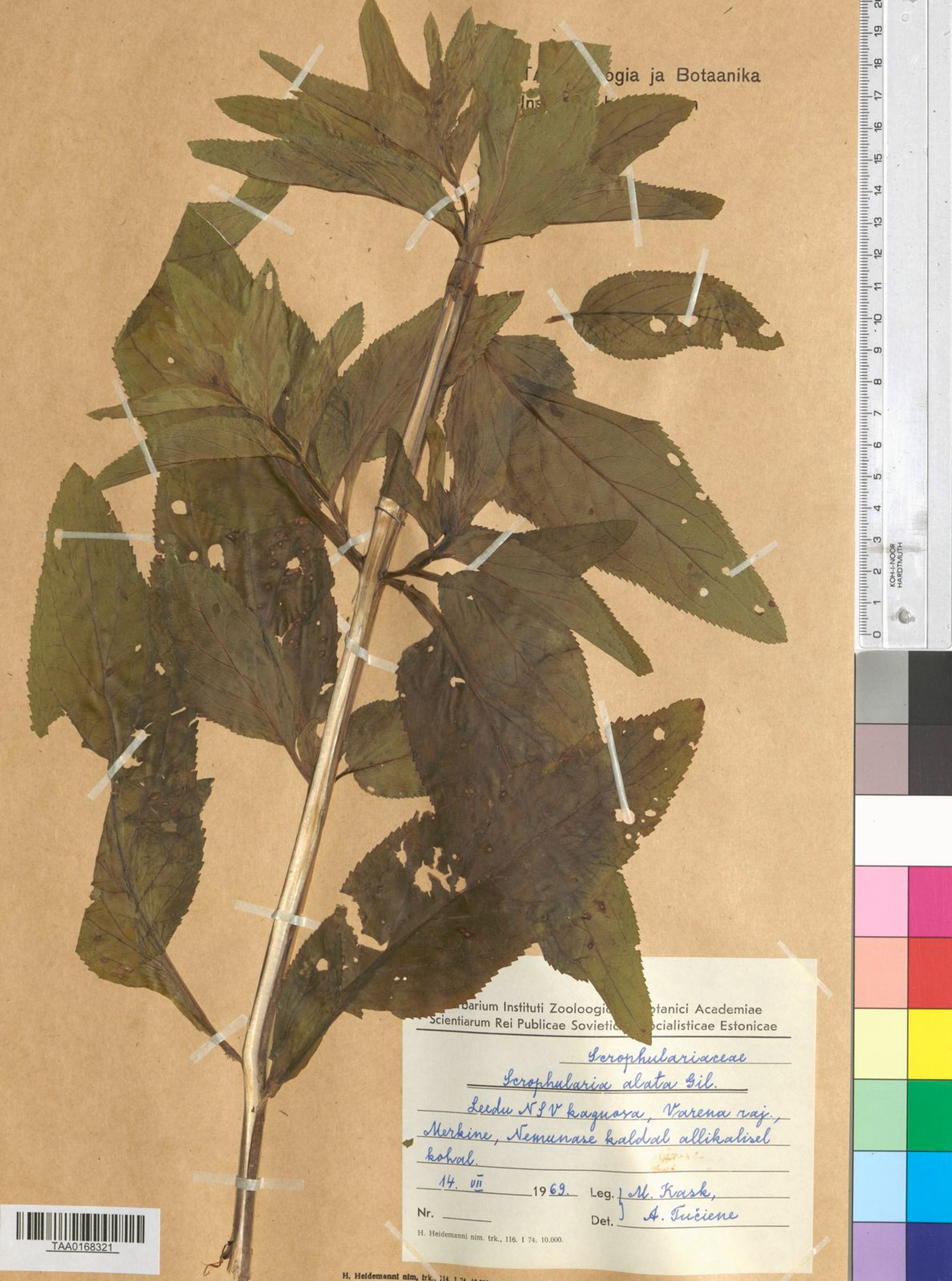 Scrophularia umbrosa - 10