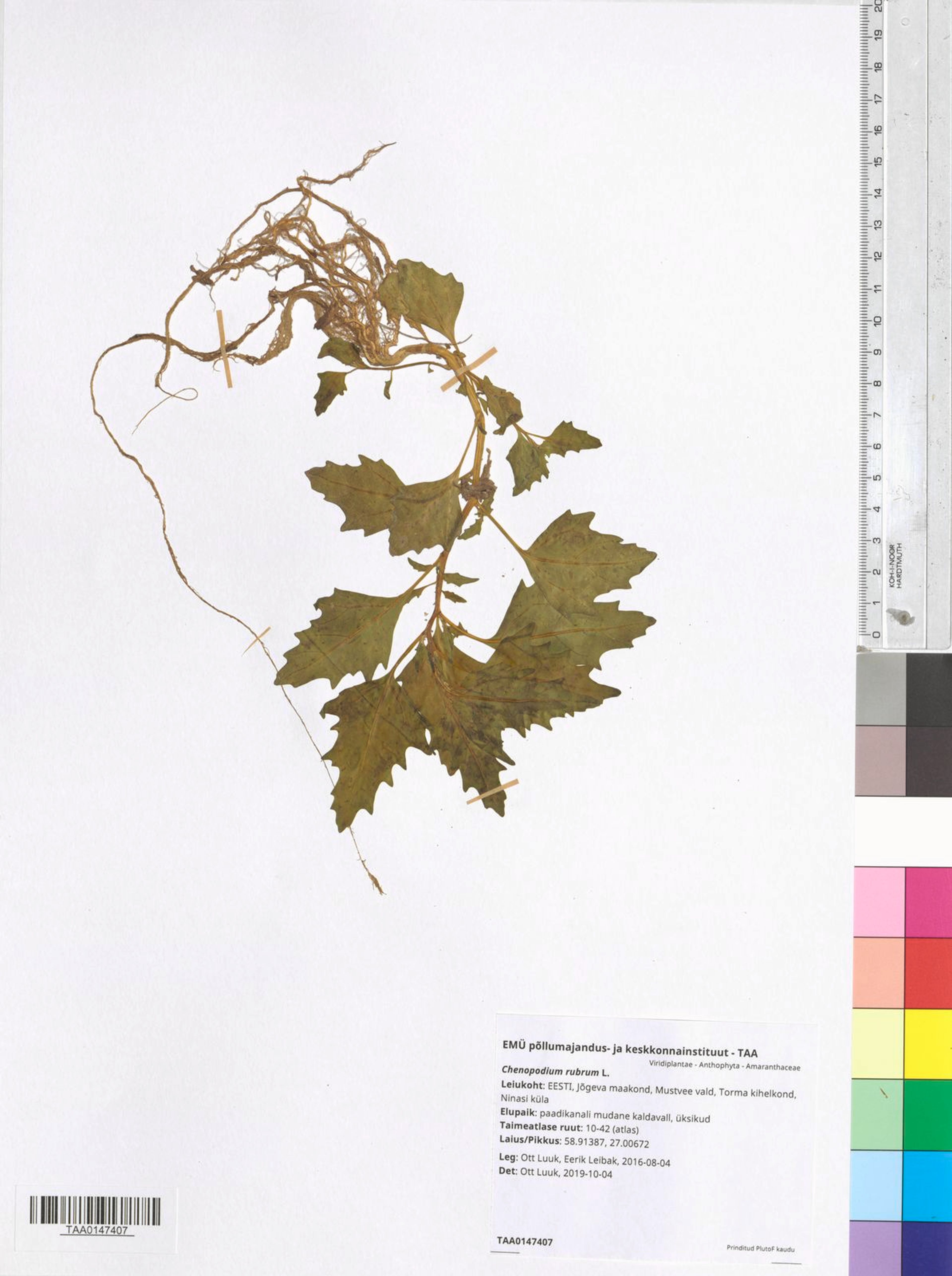 Chenopodium rubrum - 58