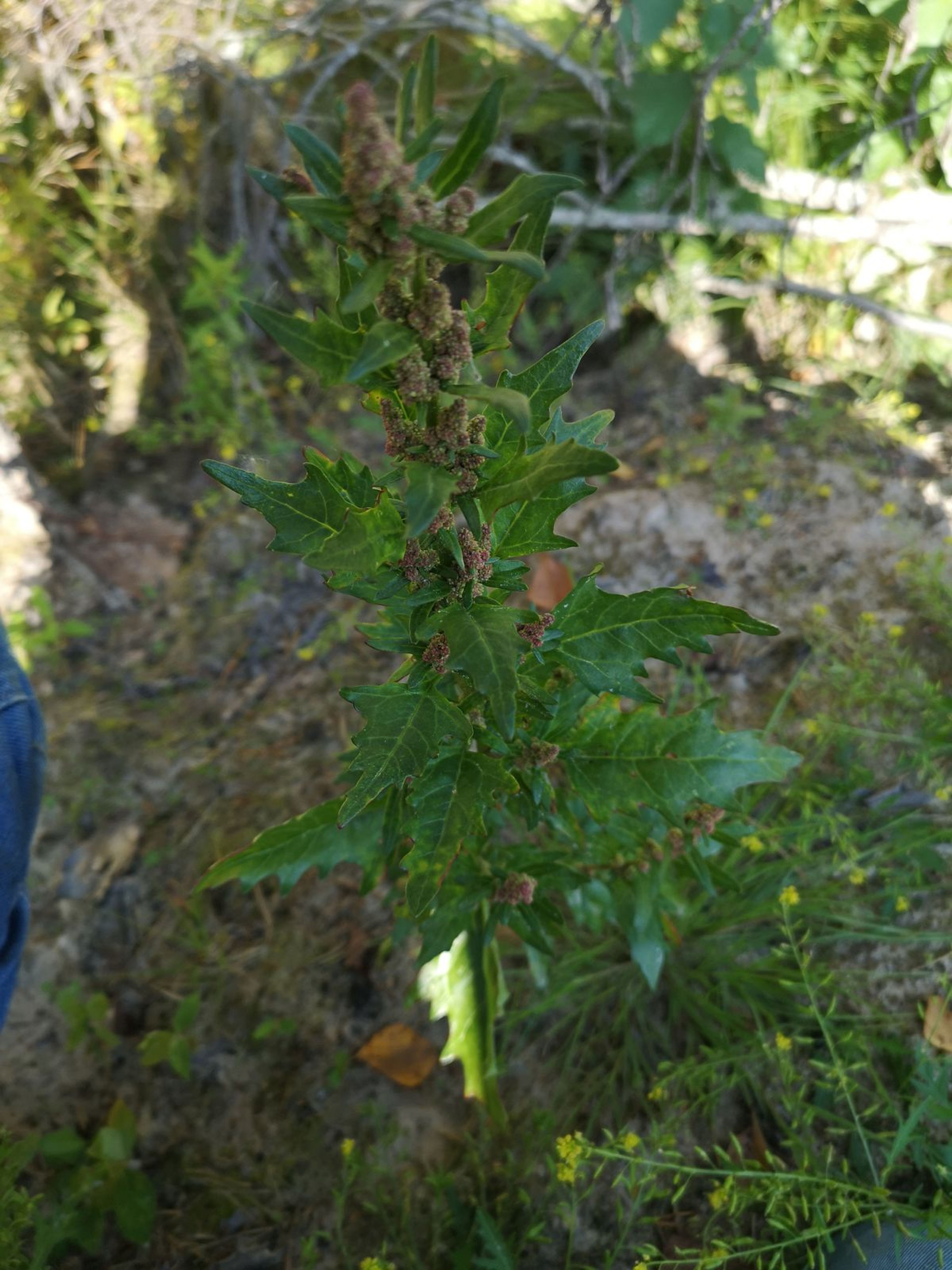 Chenopodium rubrum - 53