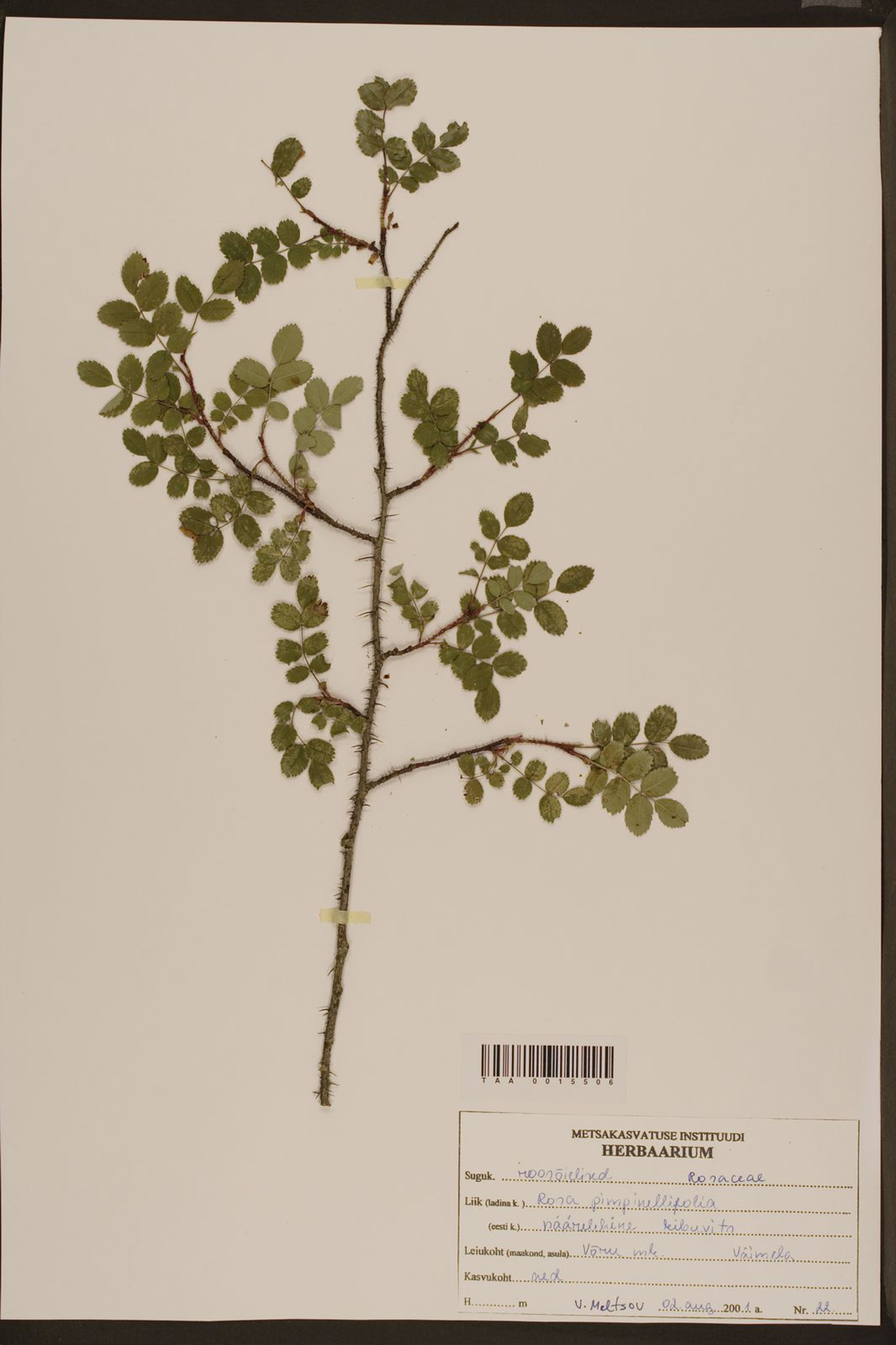 Rosa pimpinellifolia - 13