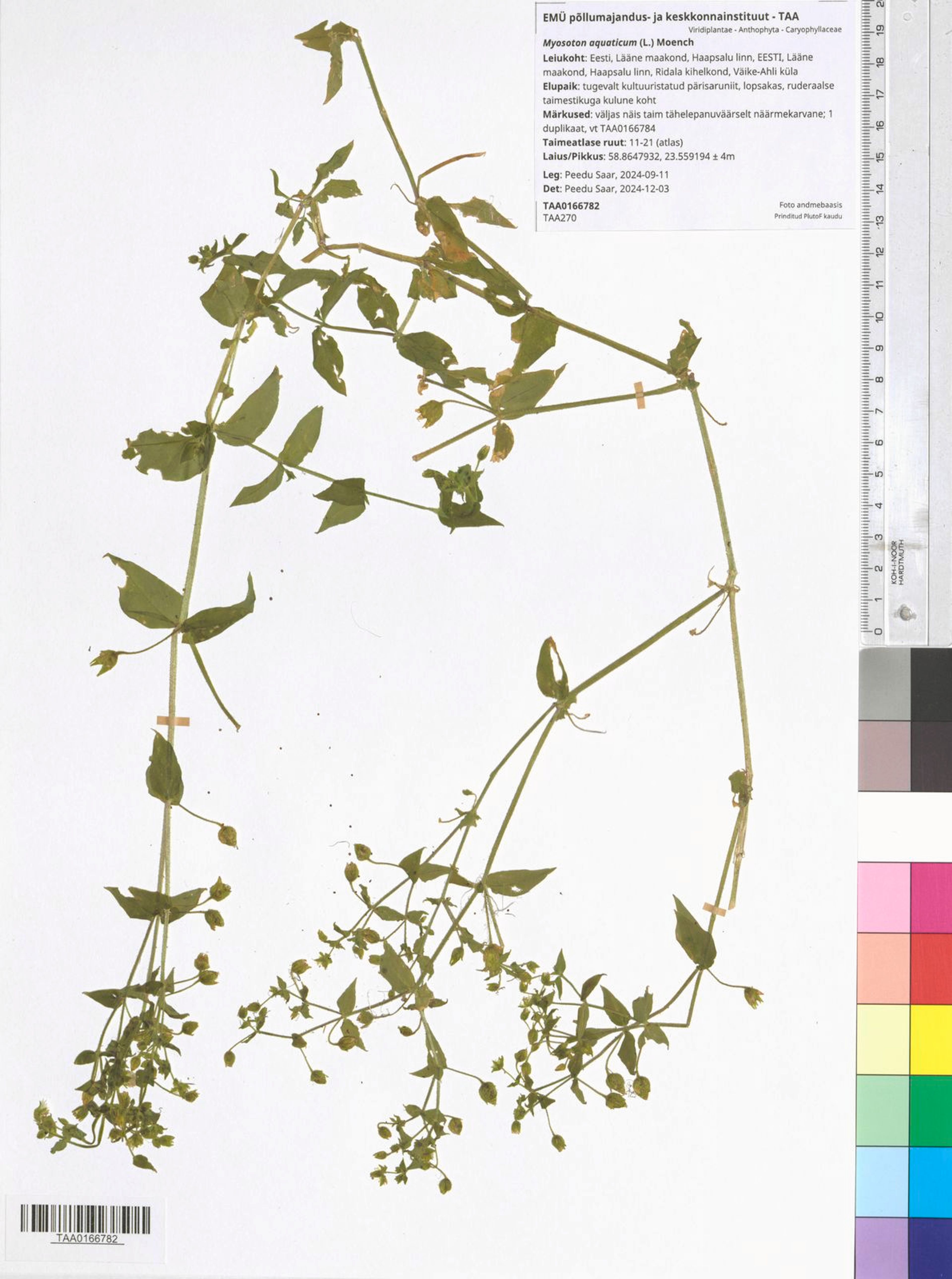 Myosoton aquaticum - 109