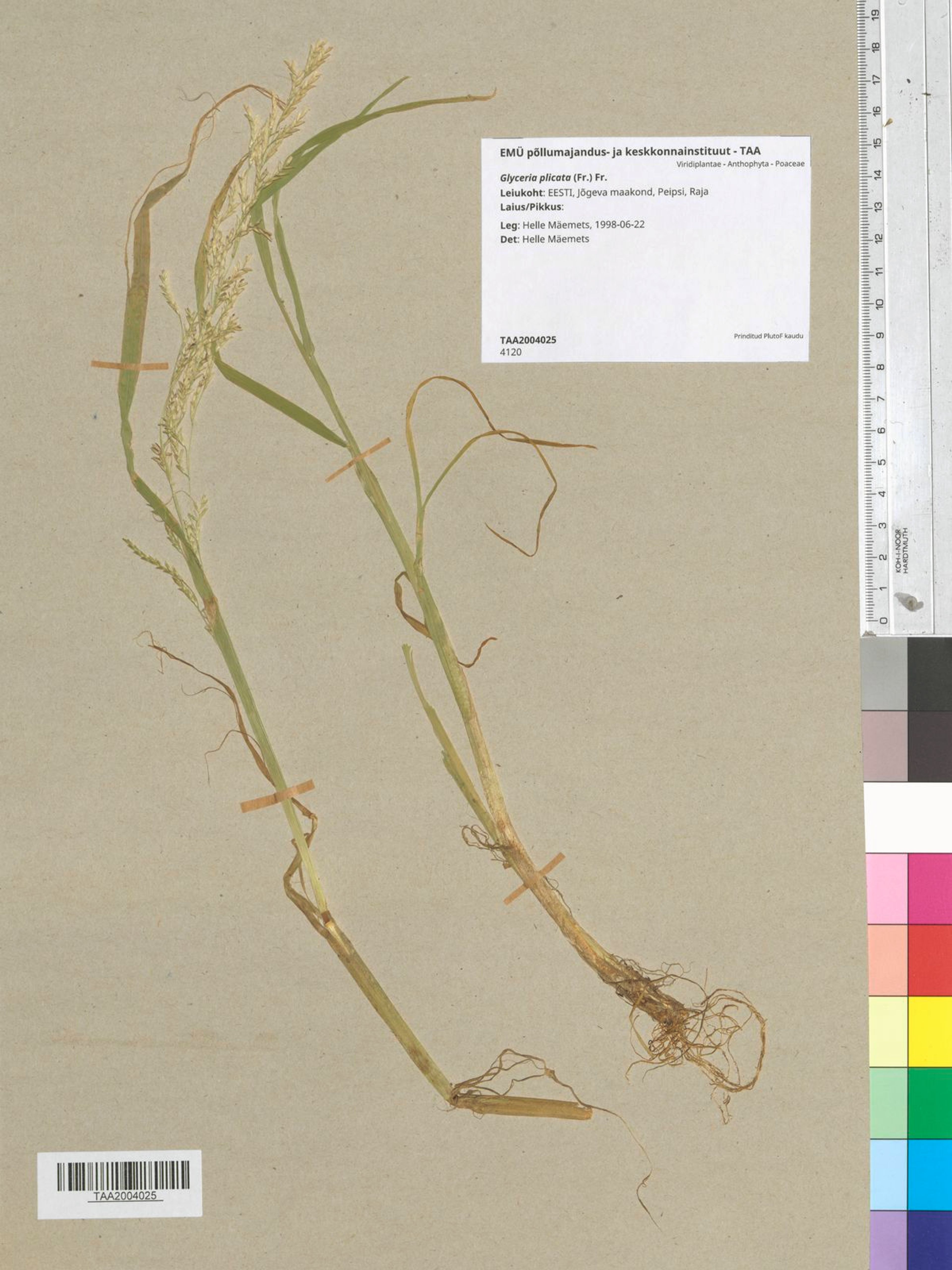 Glyceria plicata - 6