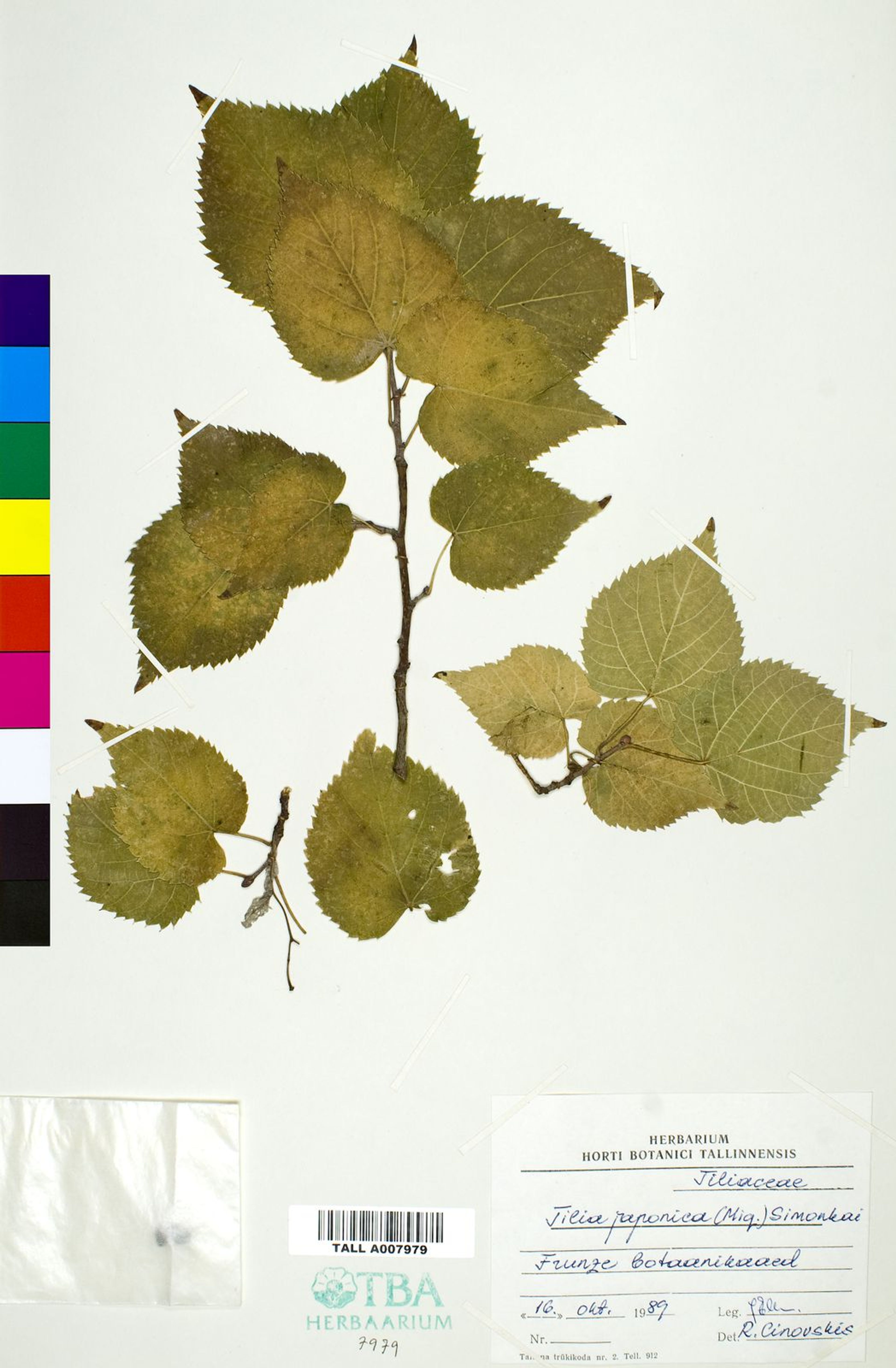 Tilia japonica - 66