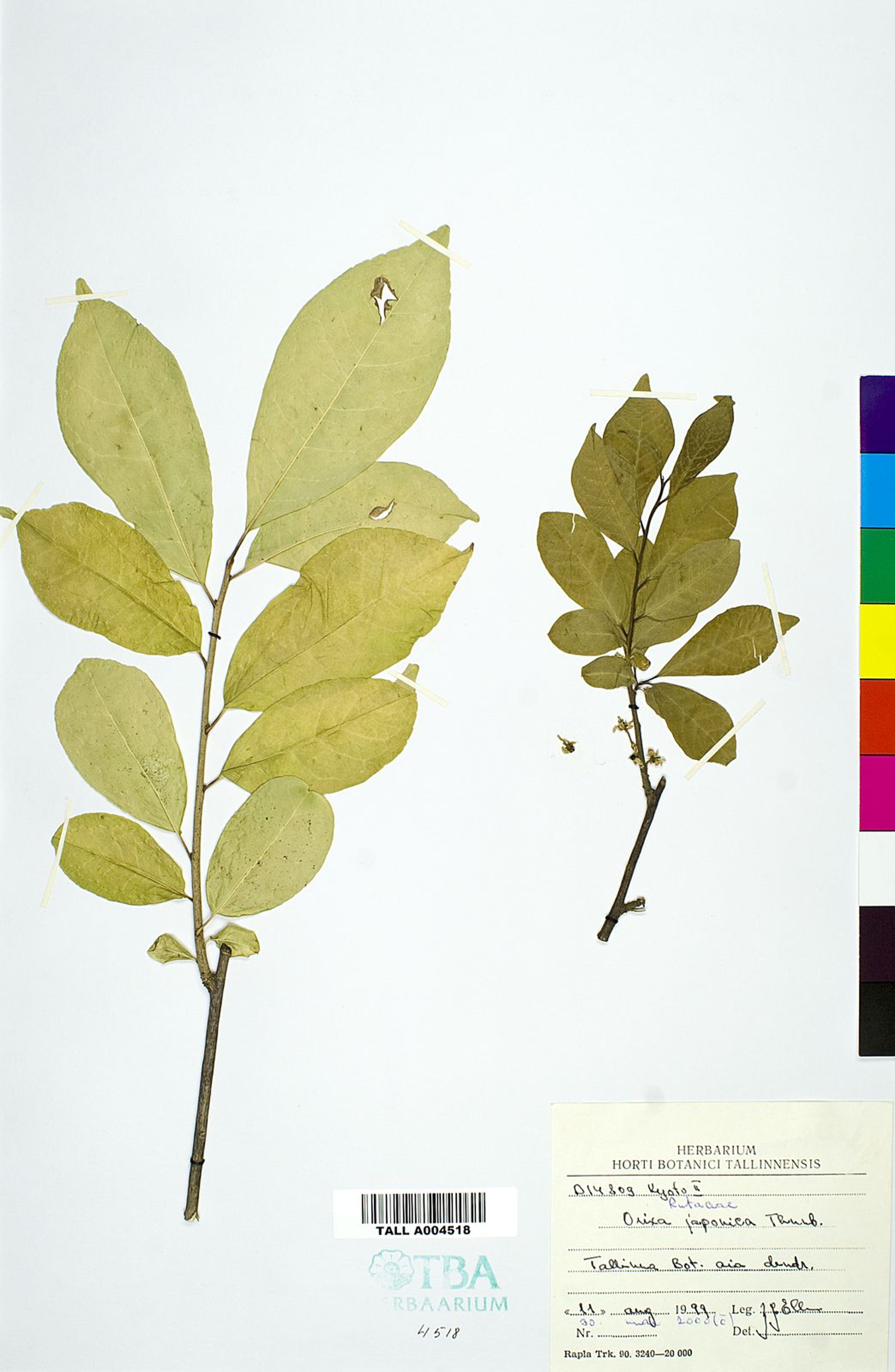 Orixa japonica - 156