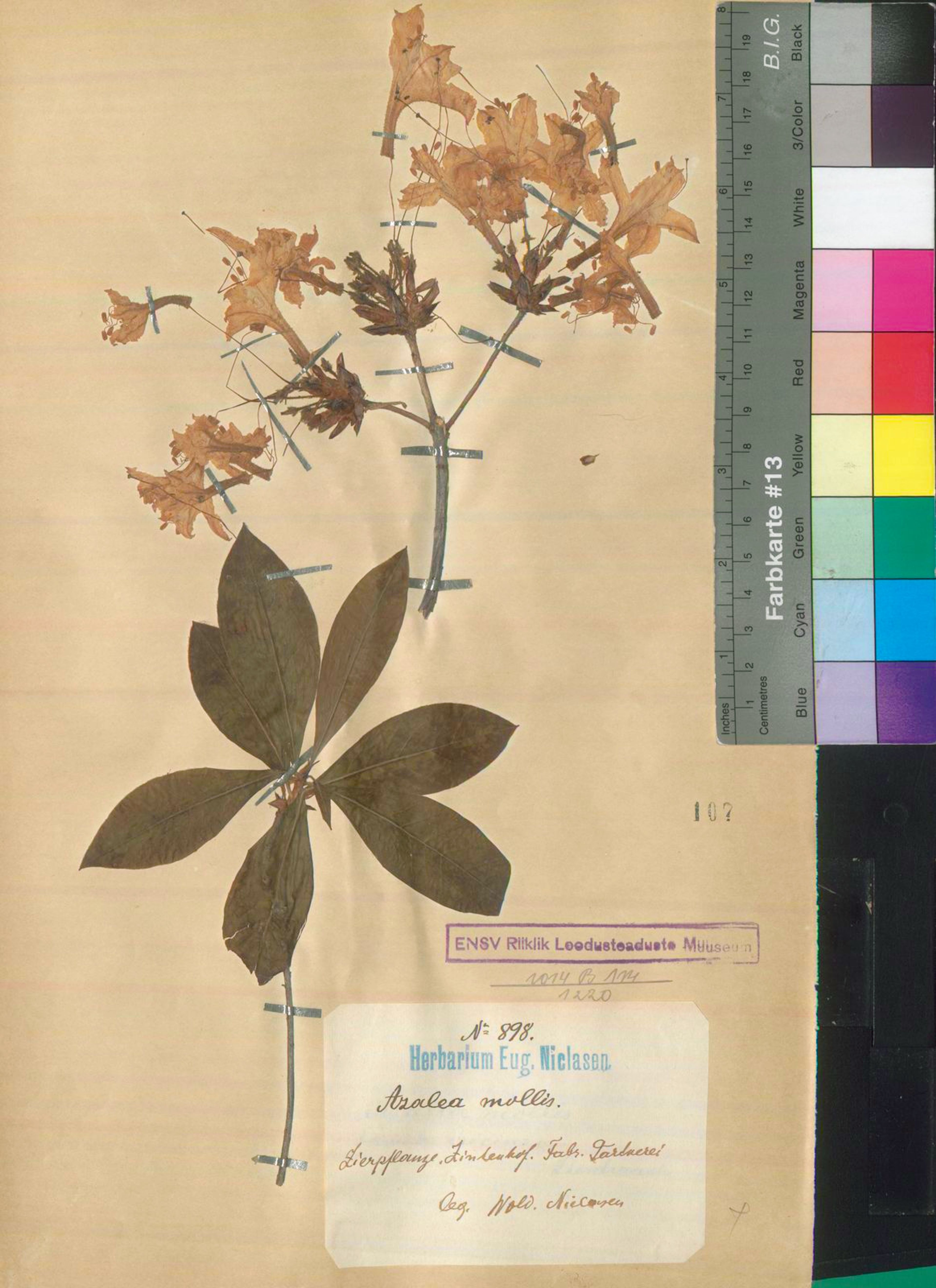 Rhododendron molle - 19