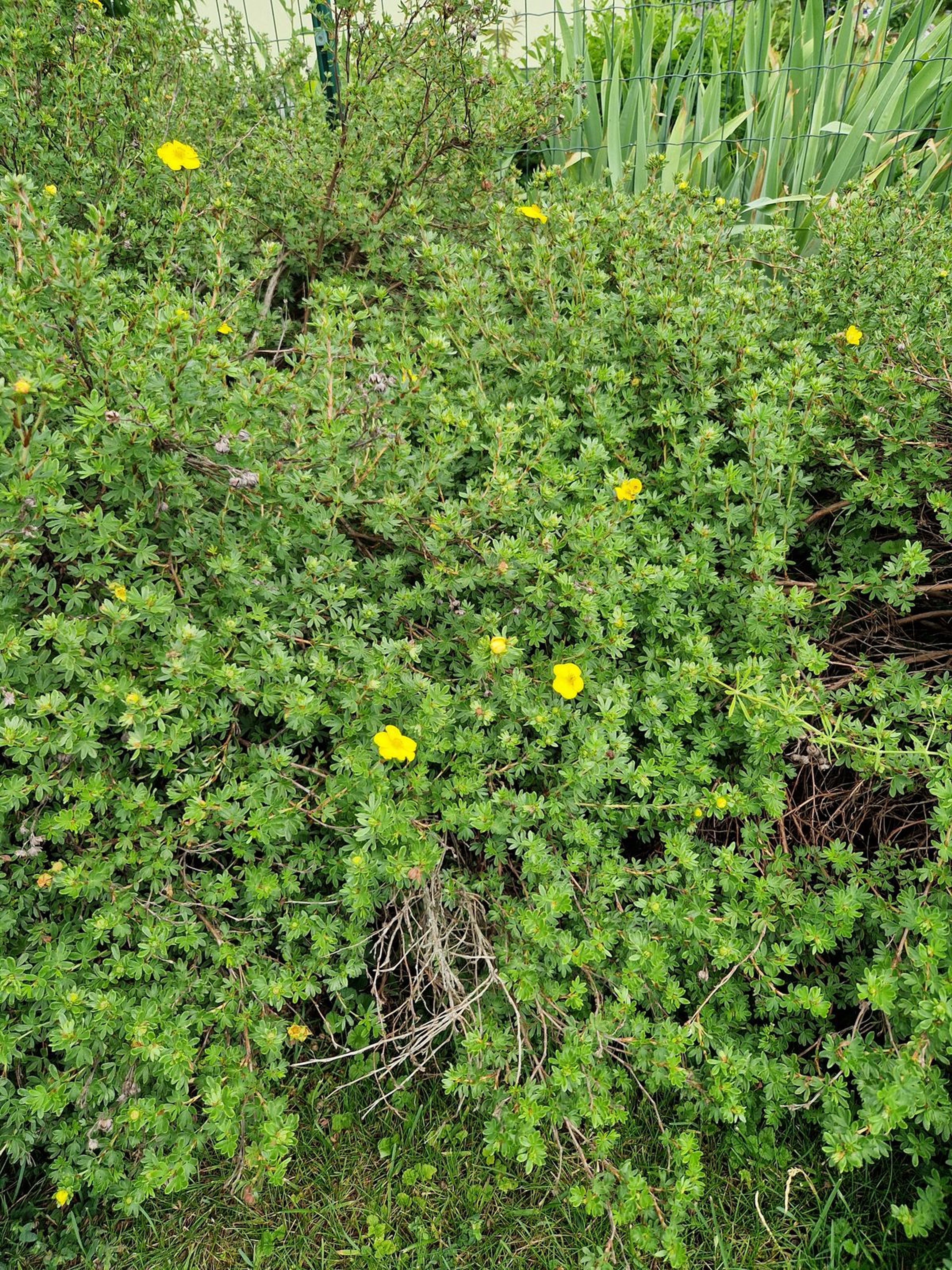 Potentilla fruticosa - 16