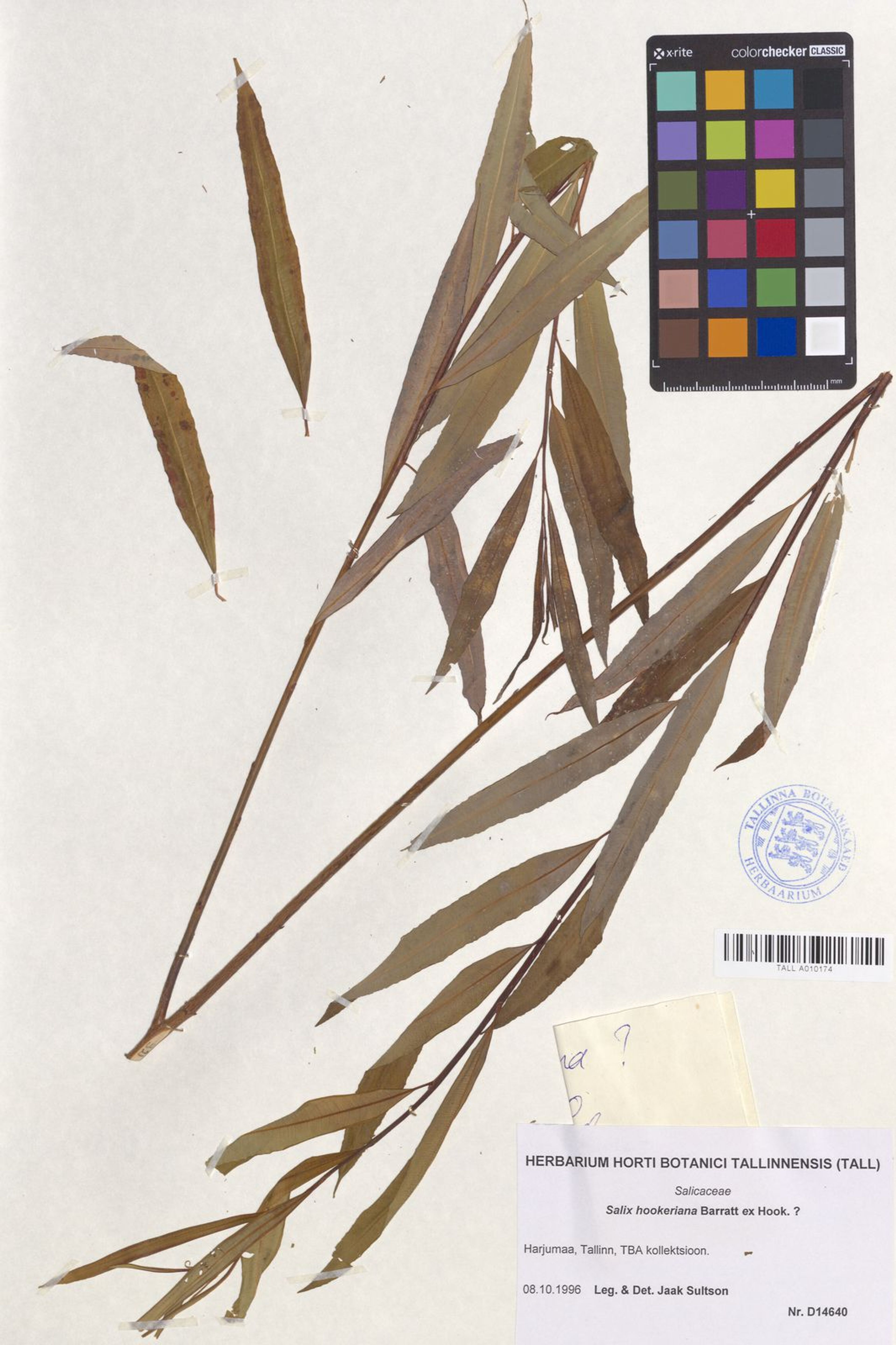 Salix hookeriana - 39