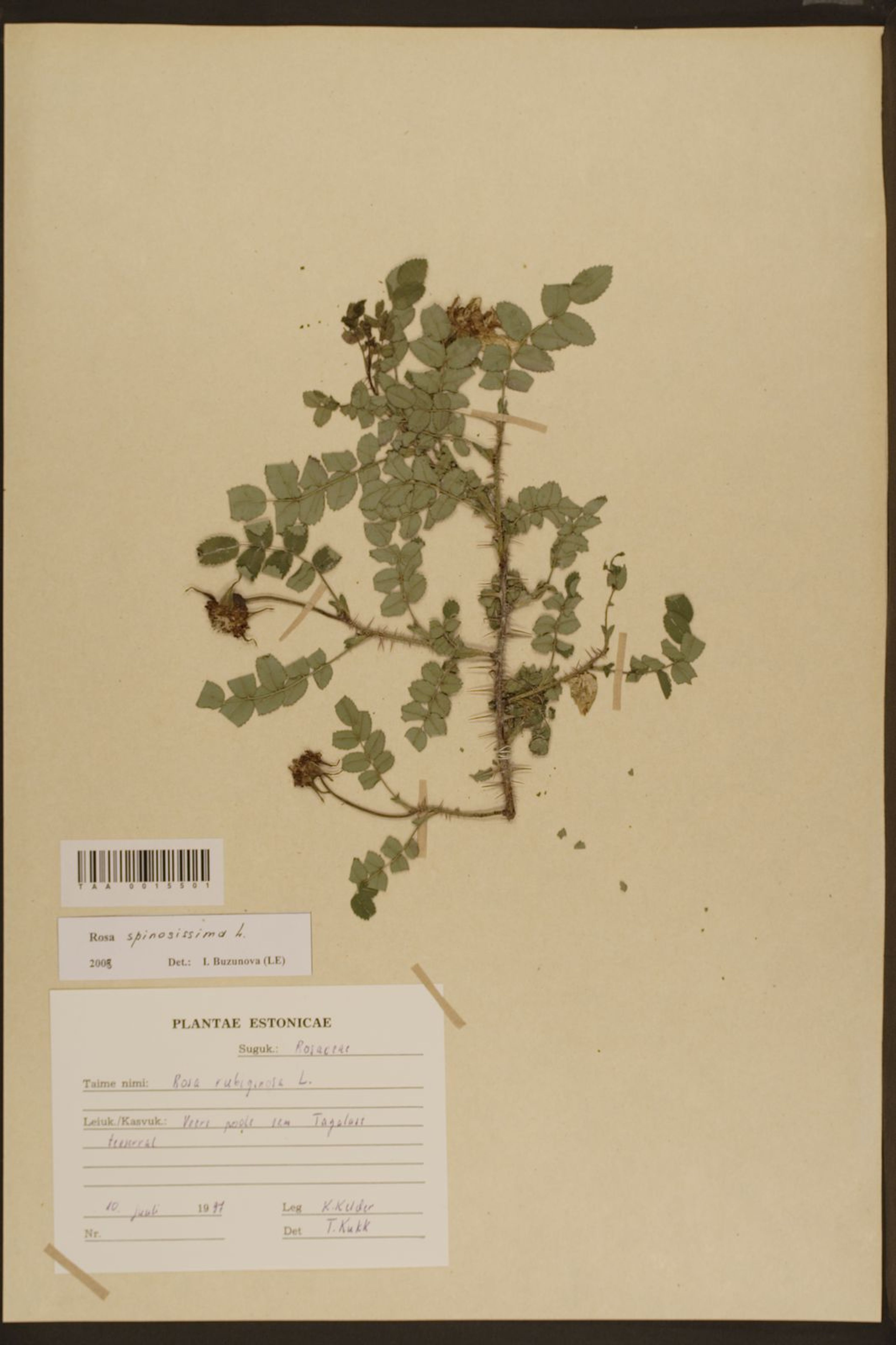 Rosa pimpinellifolia - 17