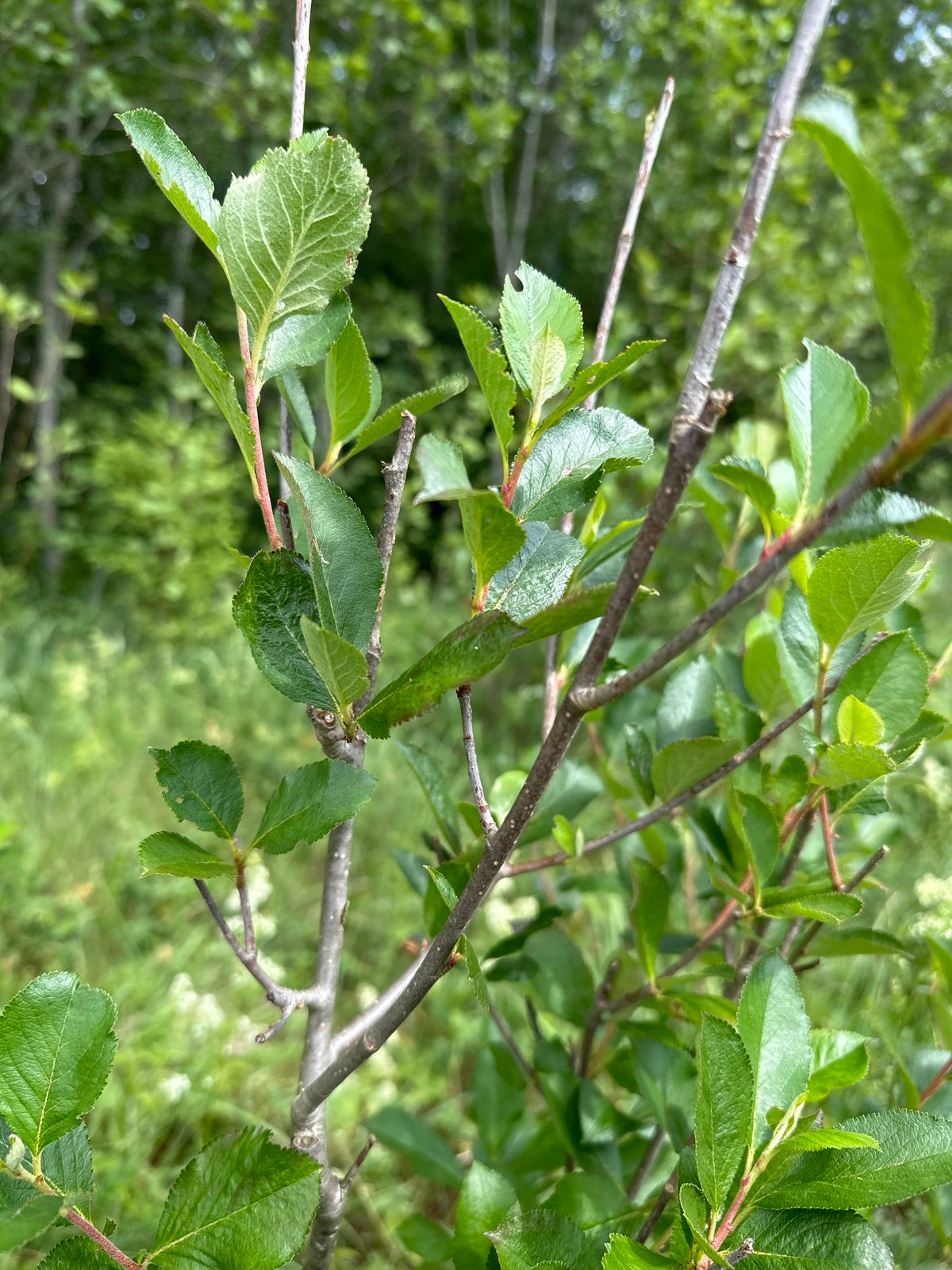Aronia prunifolia - 21