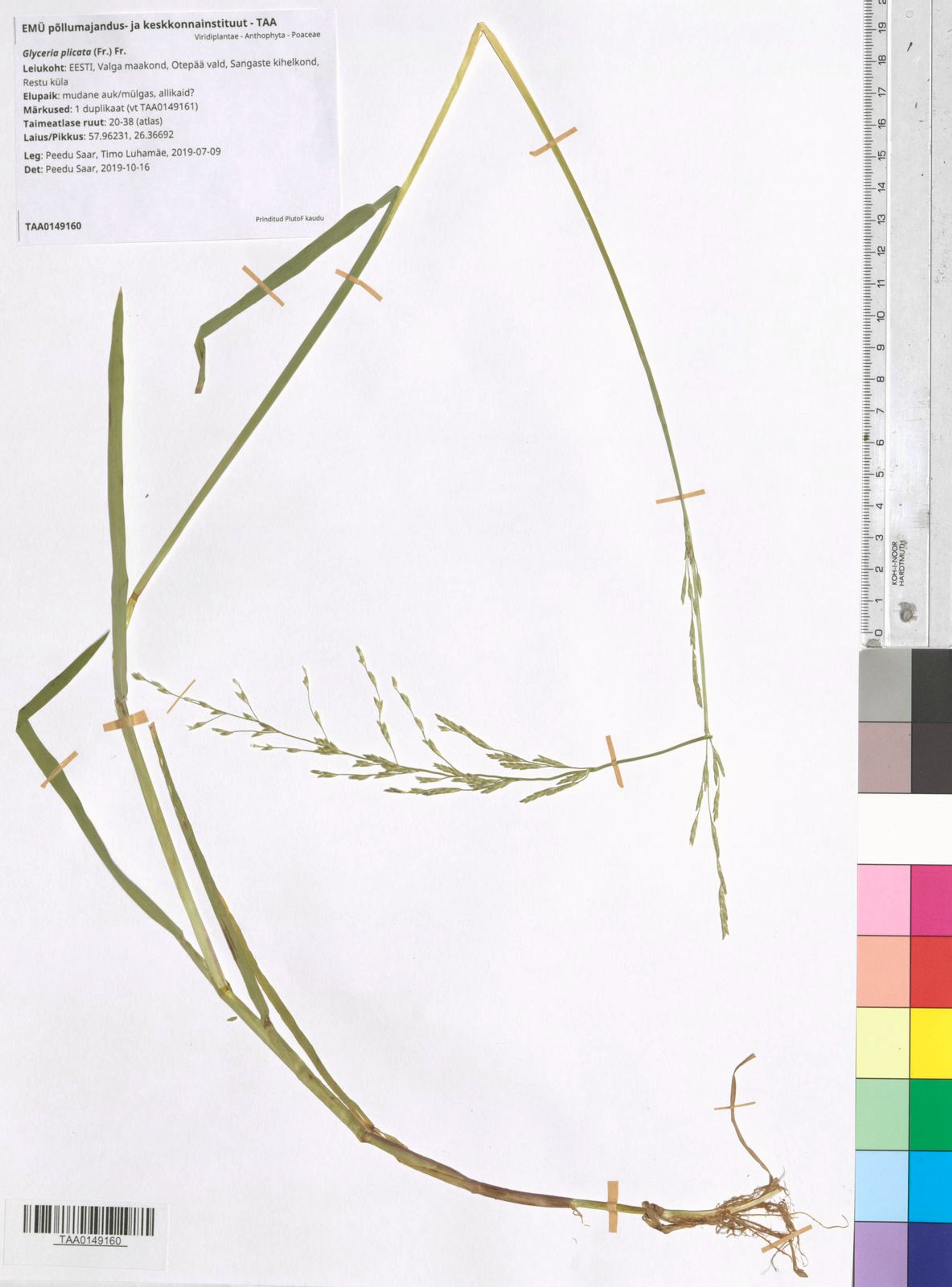 Glyceria plicata - 14