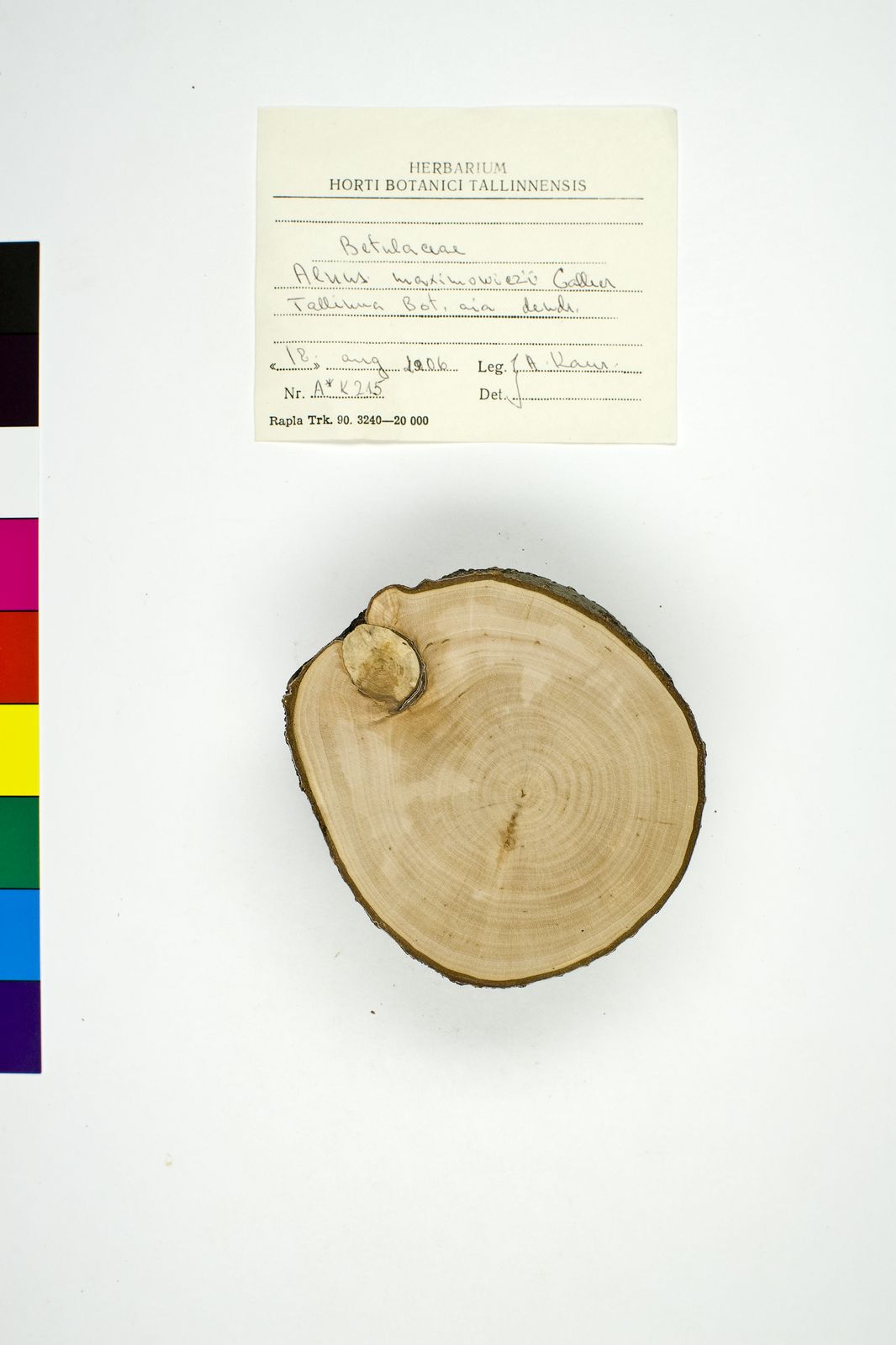 Alnus maximowiczii - 17