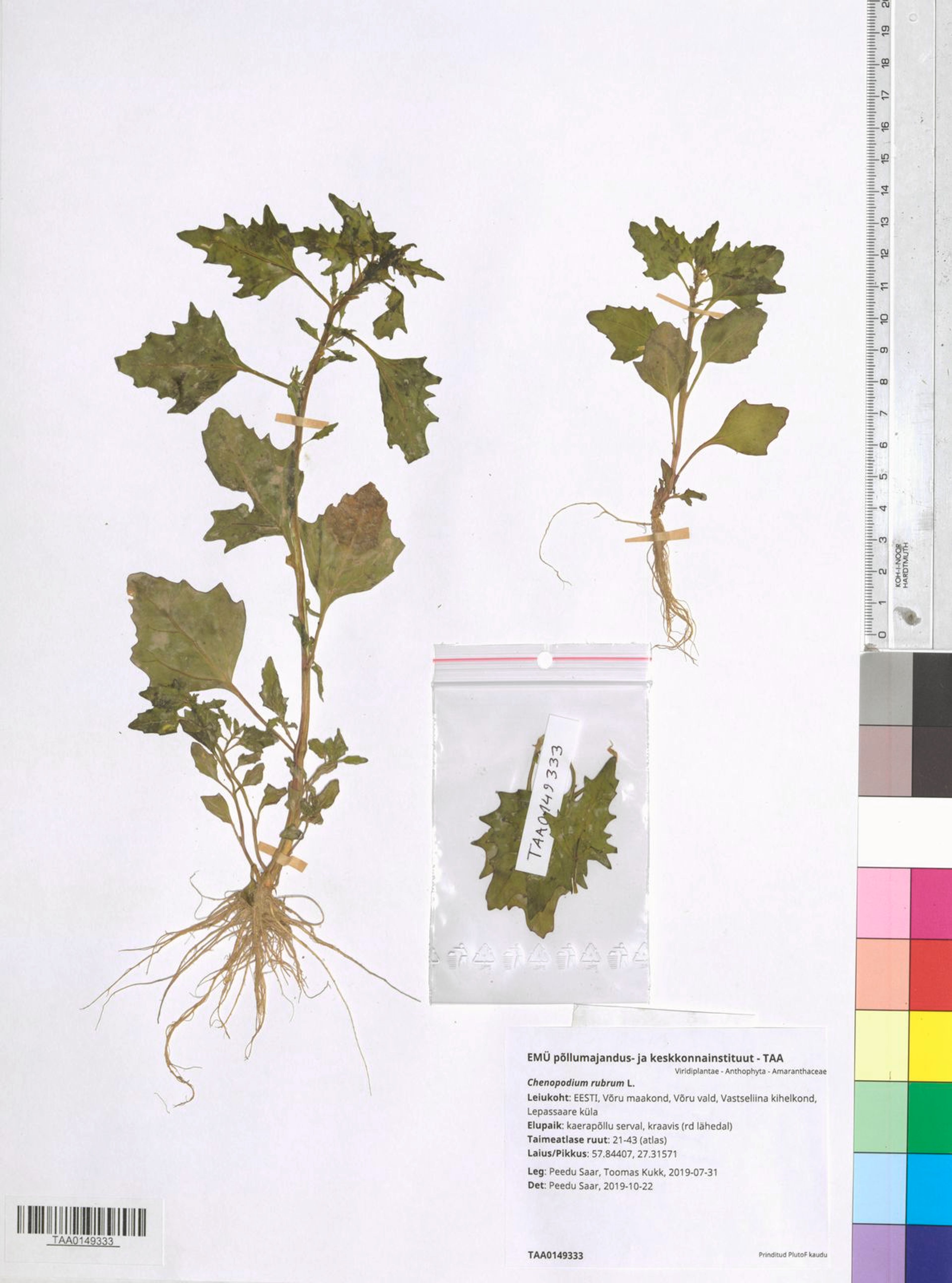 Chenopodium rubrum - 19