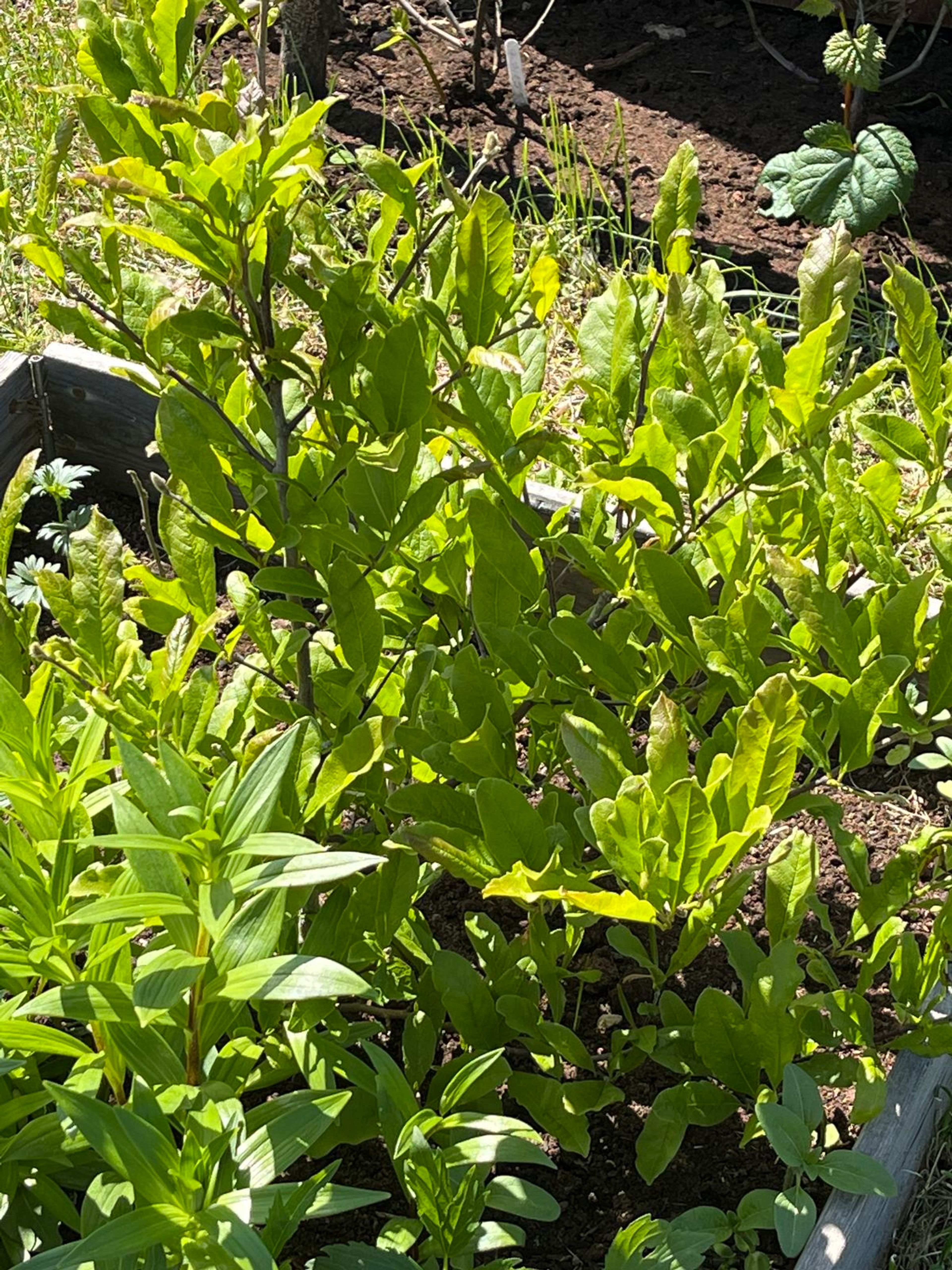 Magnolia kobus - 1048