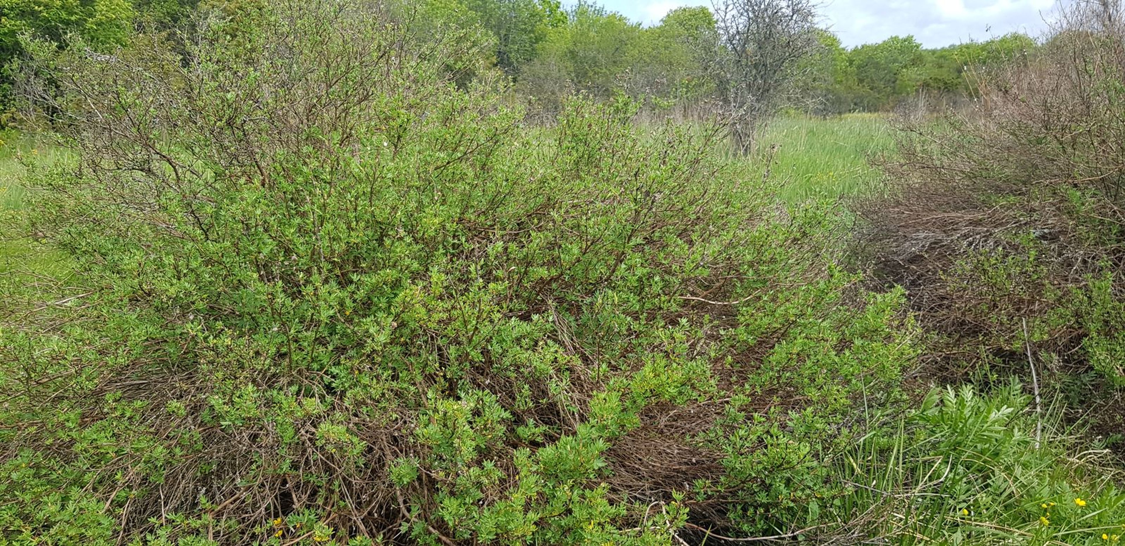 Potentilla fruticosa - 28