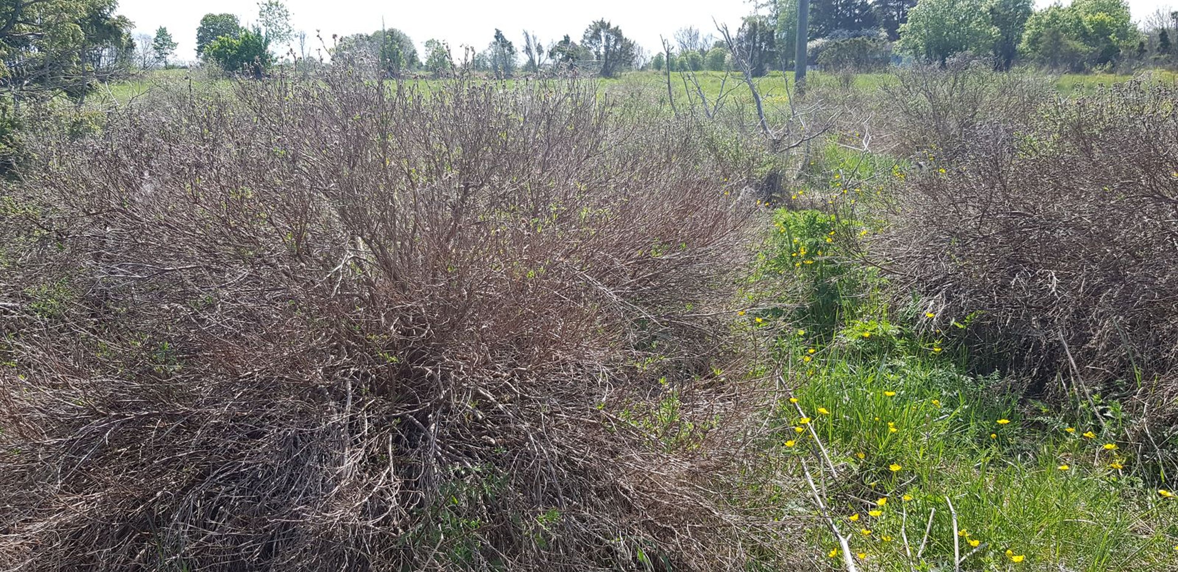 Potentilla fruticosa - 8