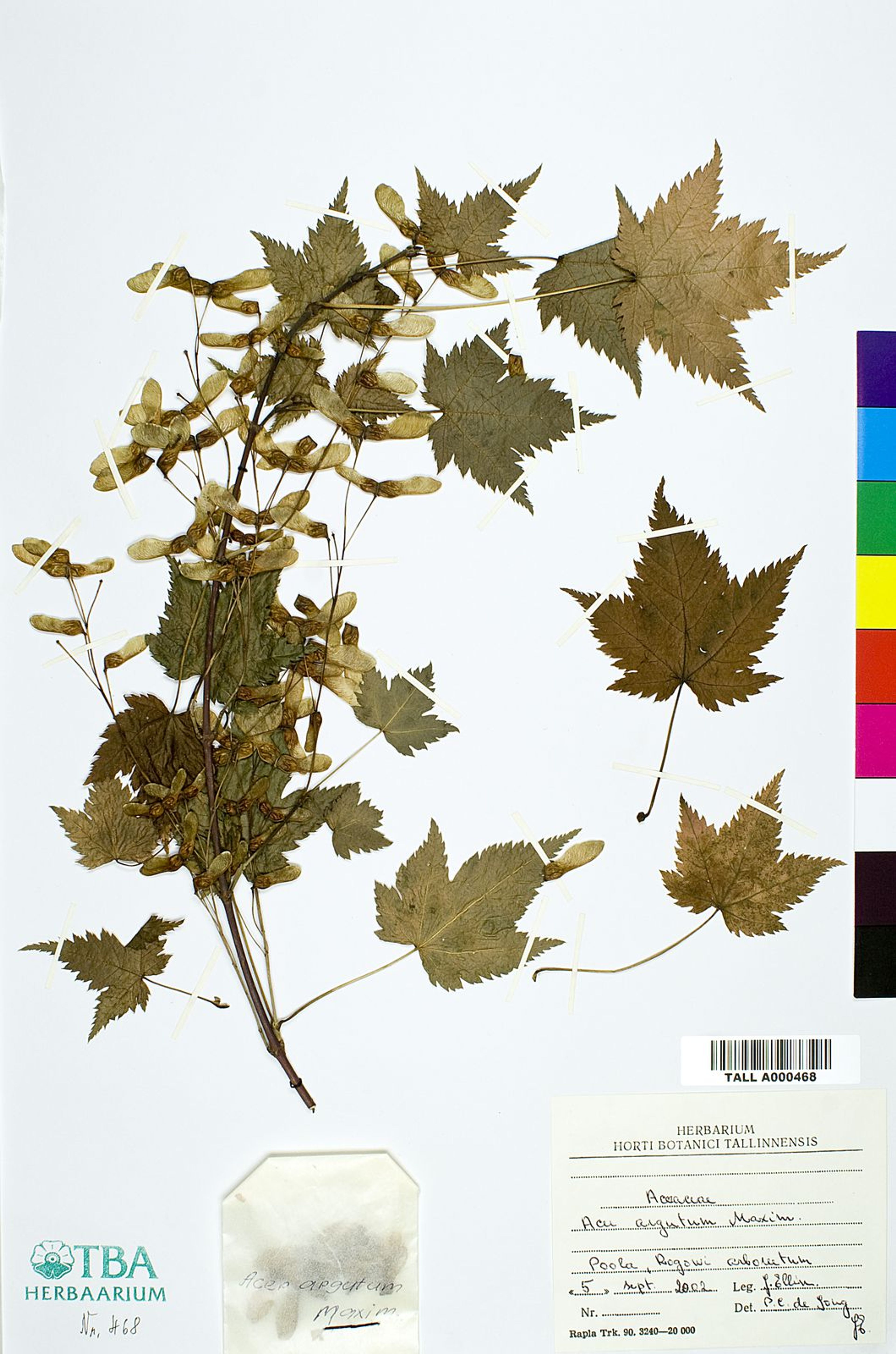 Acer argutum - 37