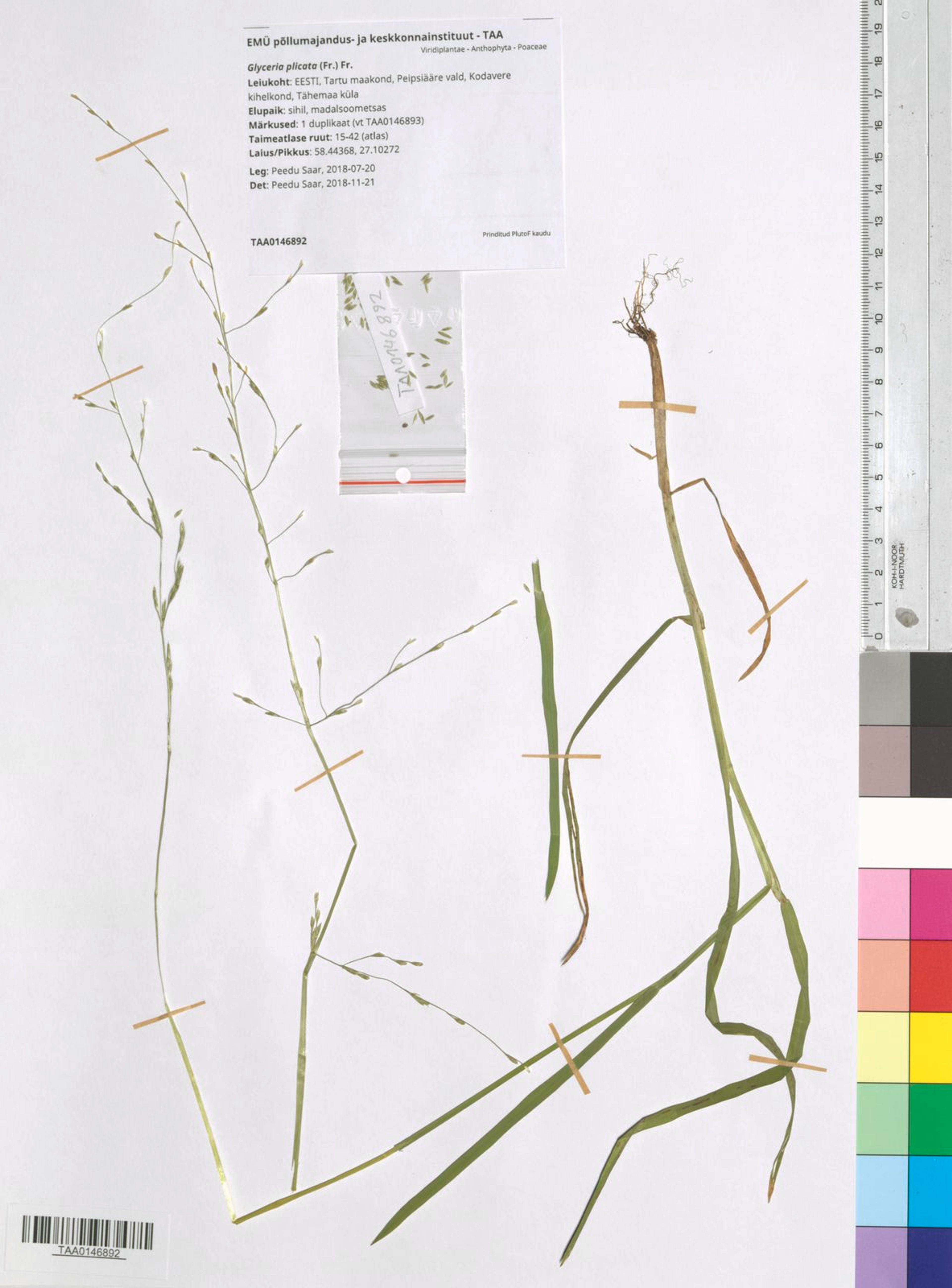 Glyceria plicata - 92