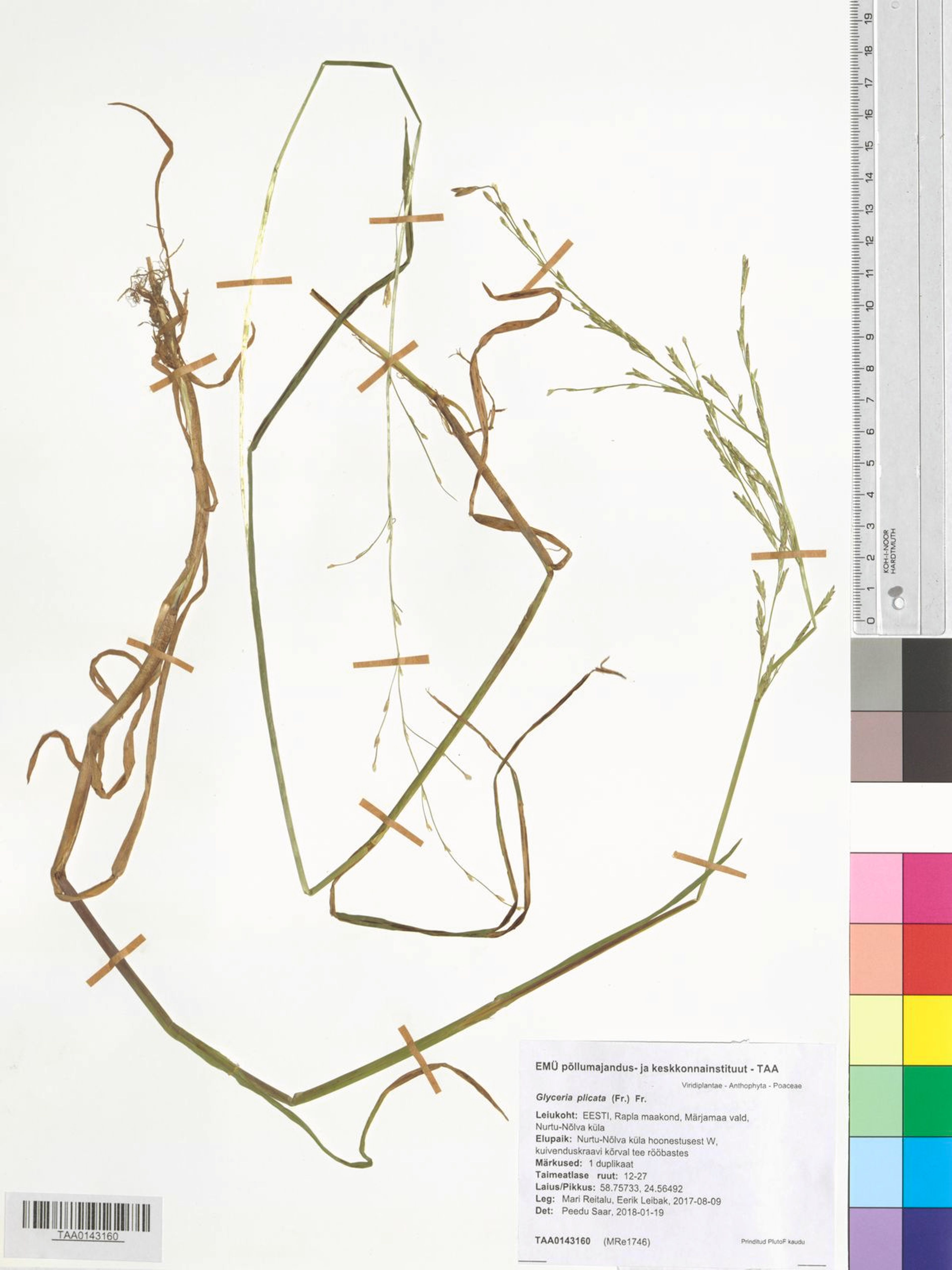 Glyceria plicata - 76