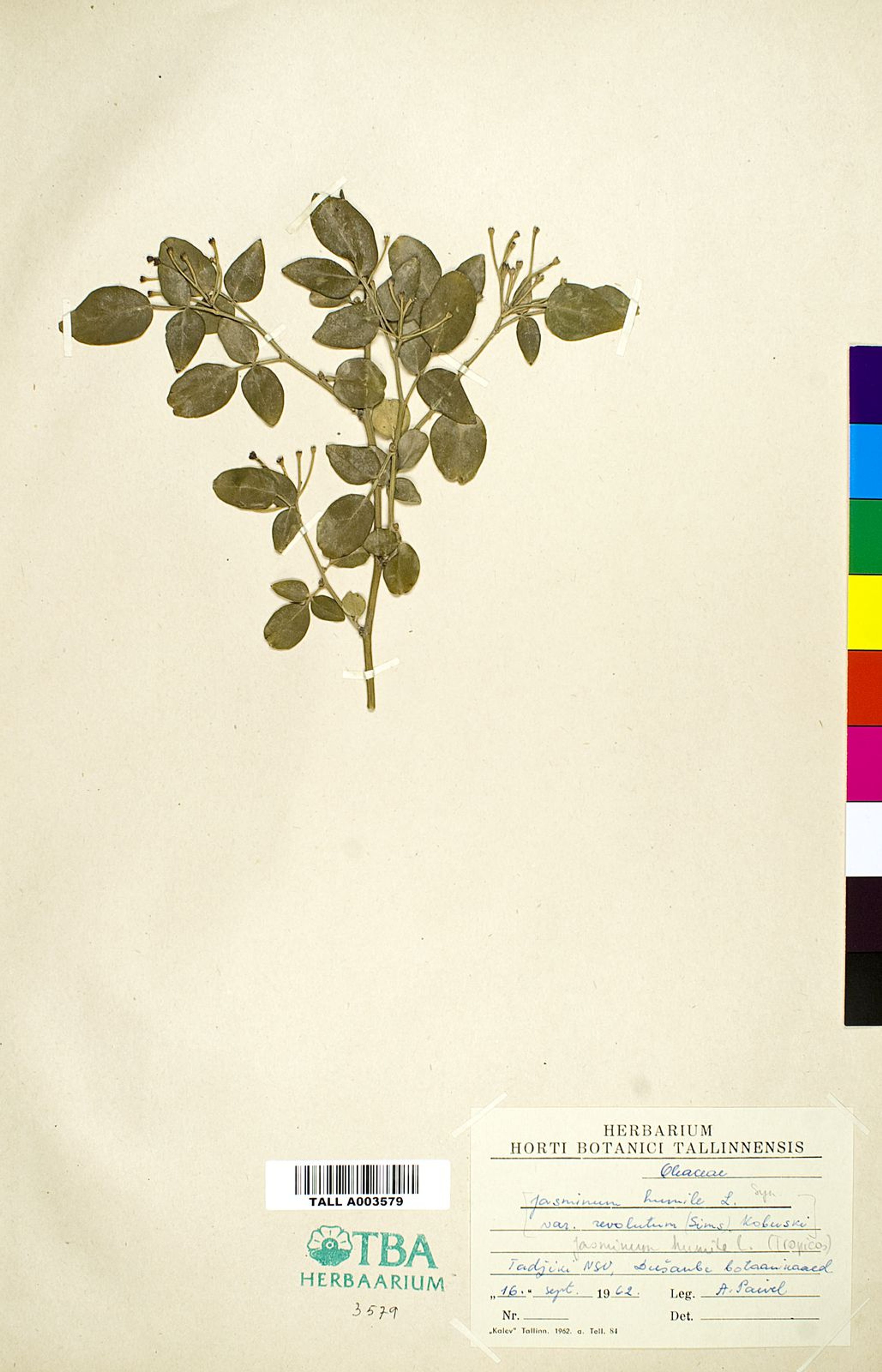 Jasminum humile - 58