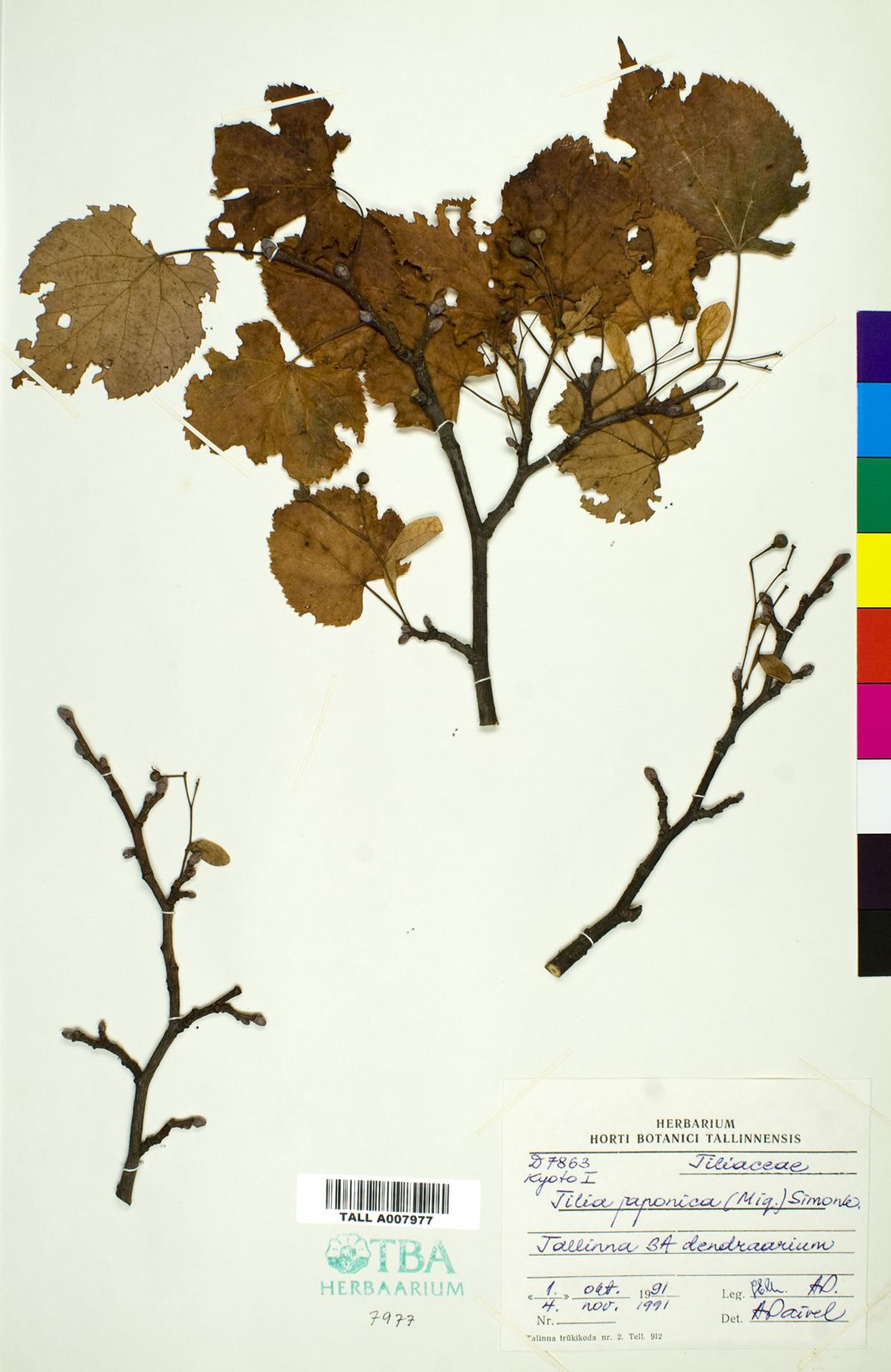 Tilia japonica - 17