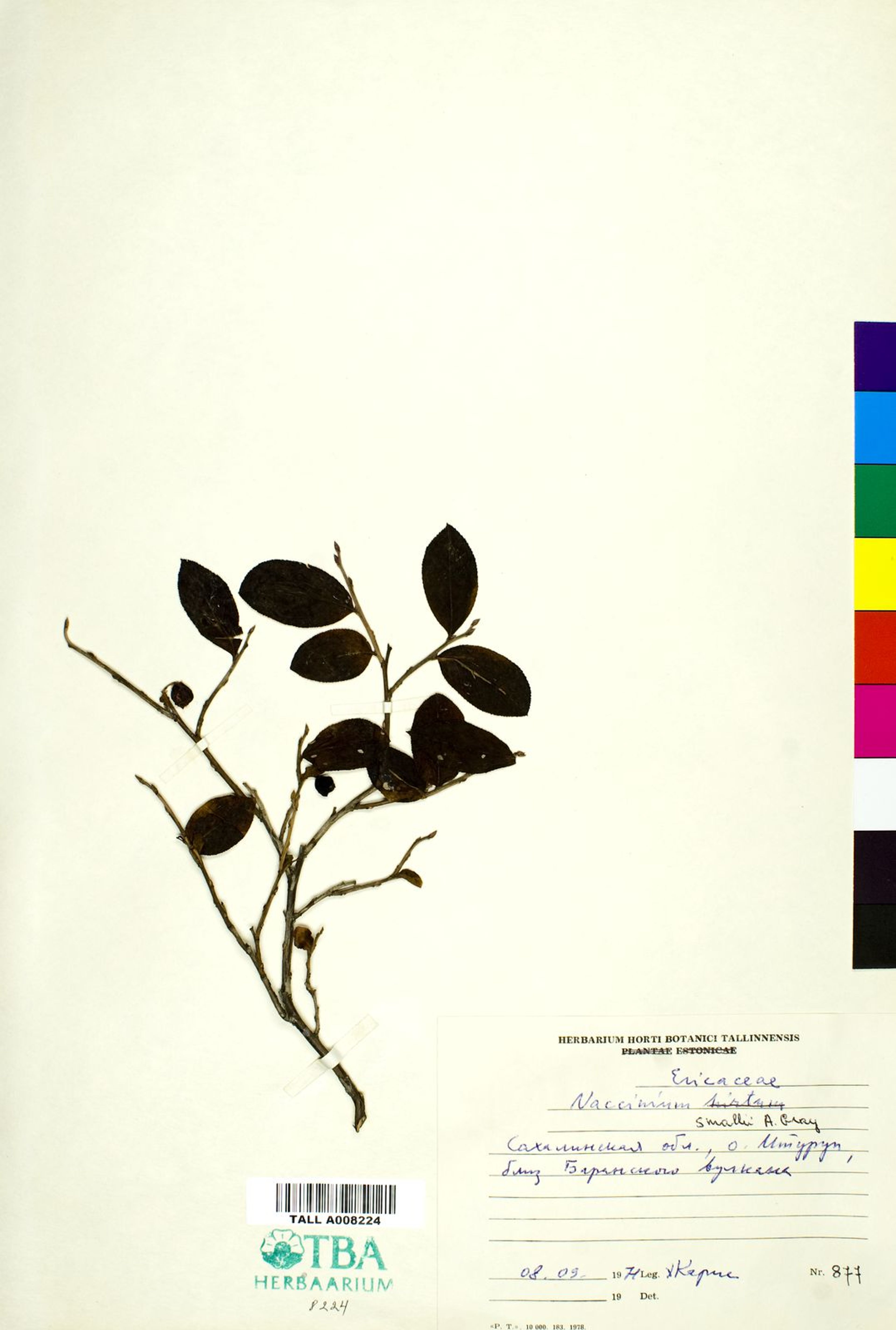 Vaccinium smallii - 114