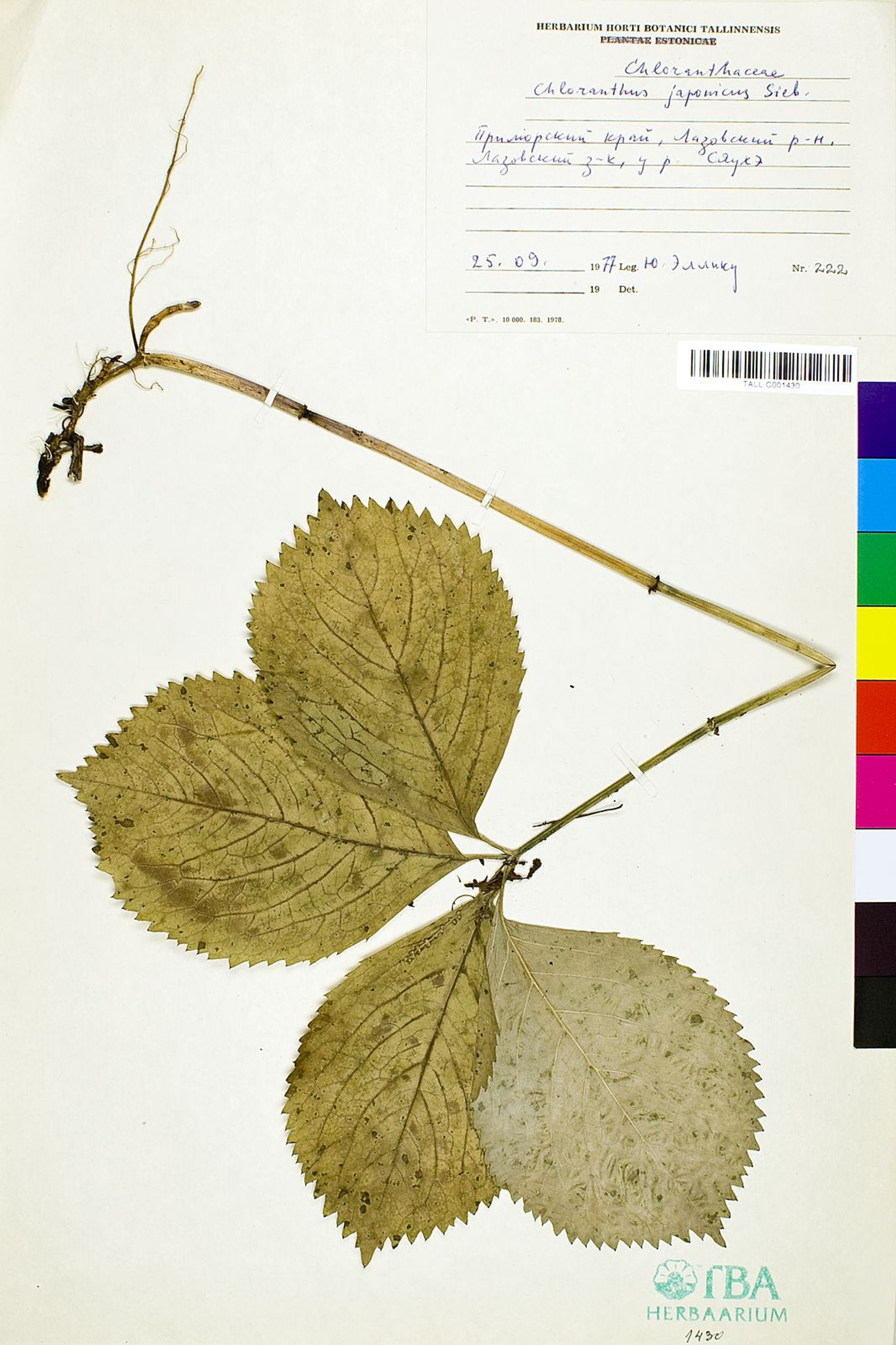 Chloranthus japonicus - 5