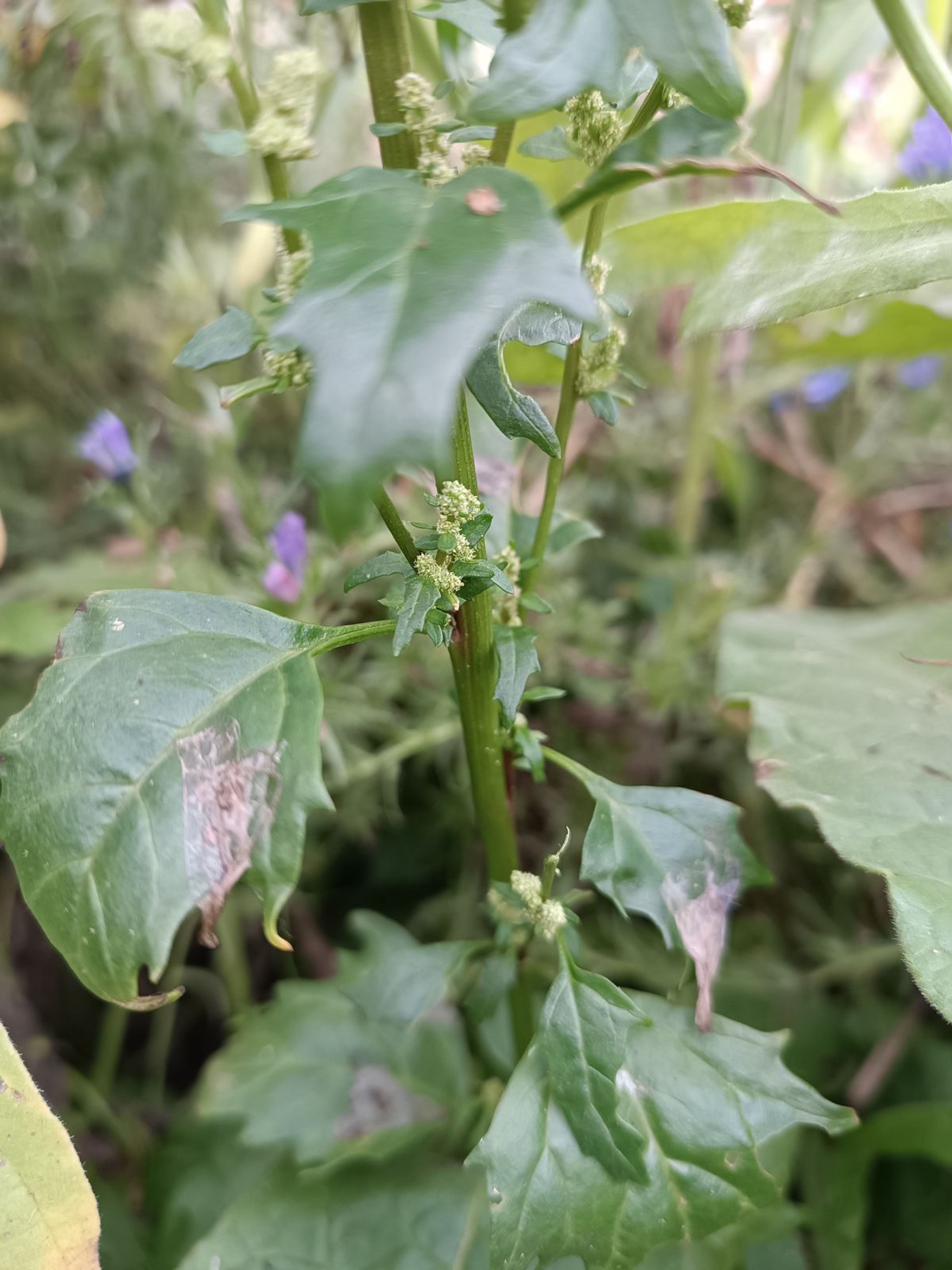 Chenopodium rubrum - 4