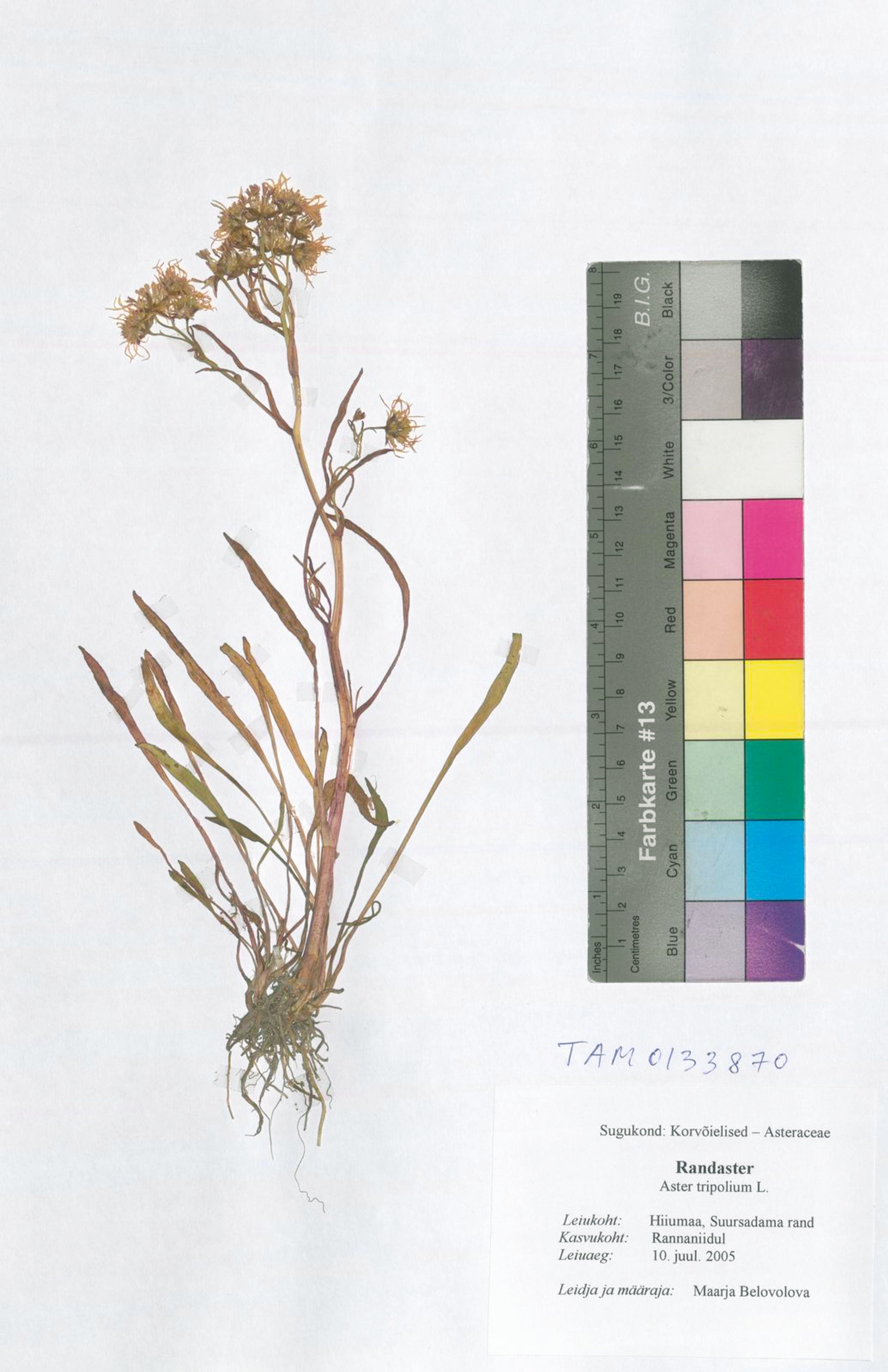 Aster tripolium - 3