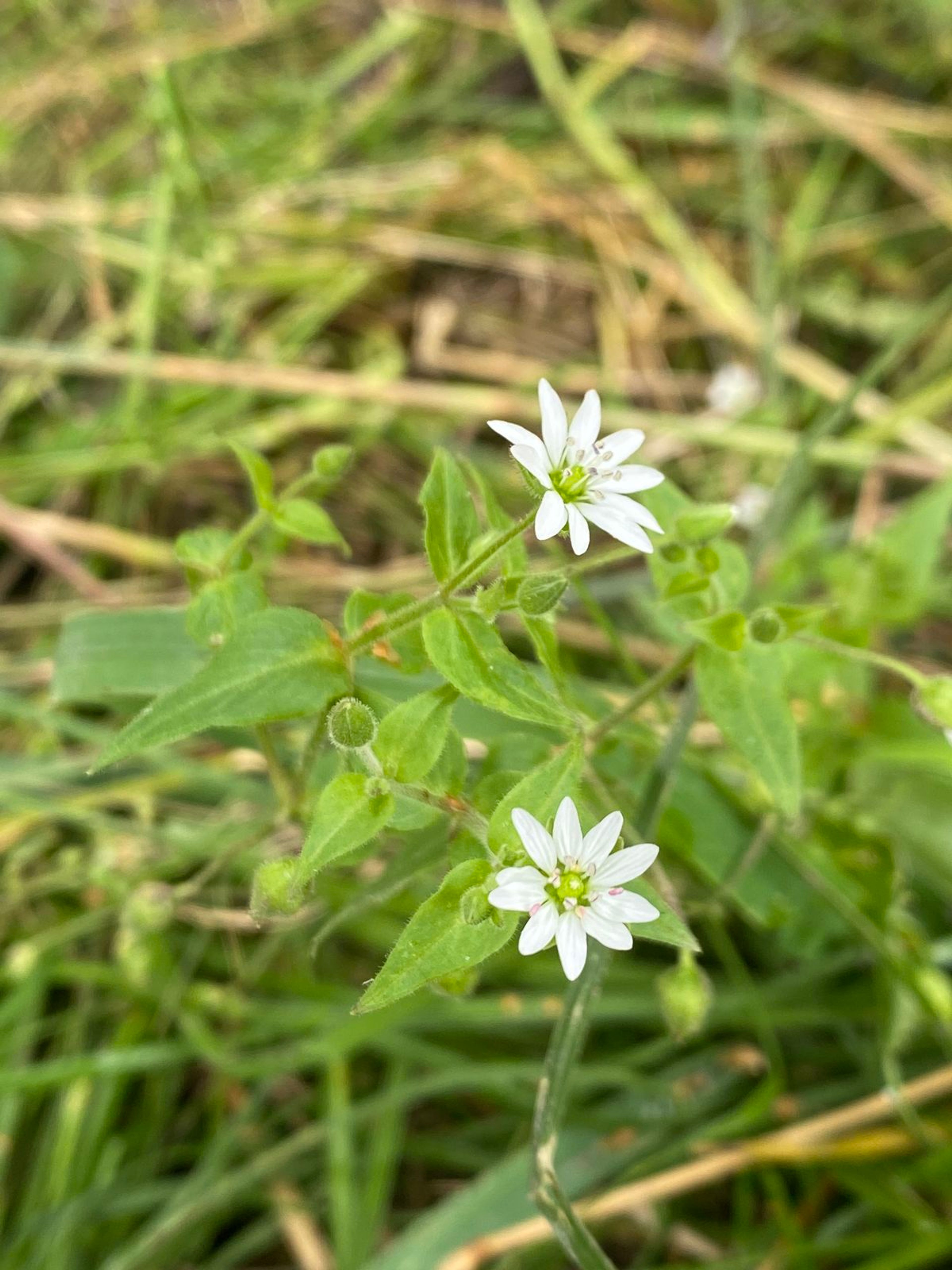 Myosoton aquaticum - 108