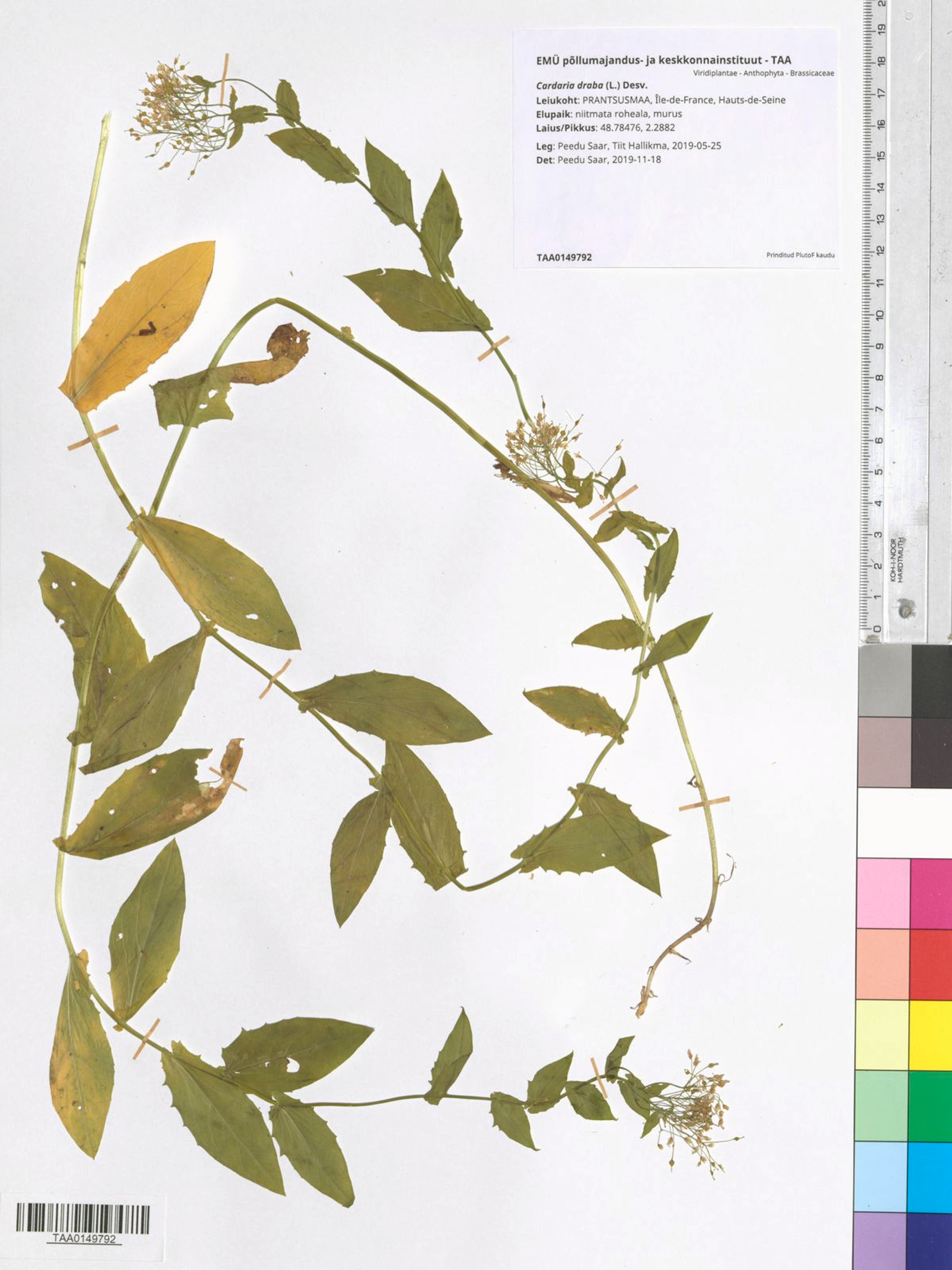 Cardaria draba - 26