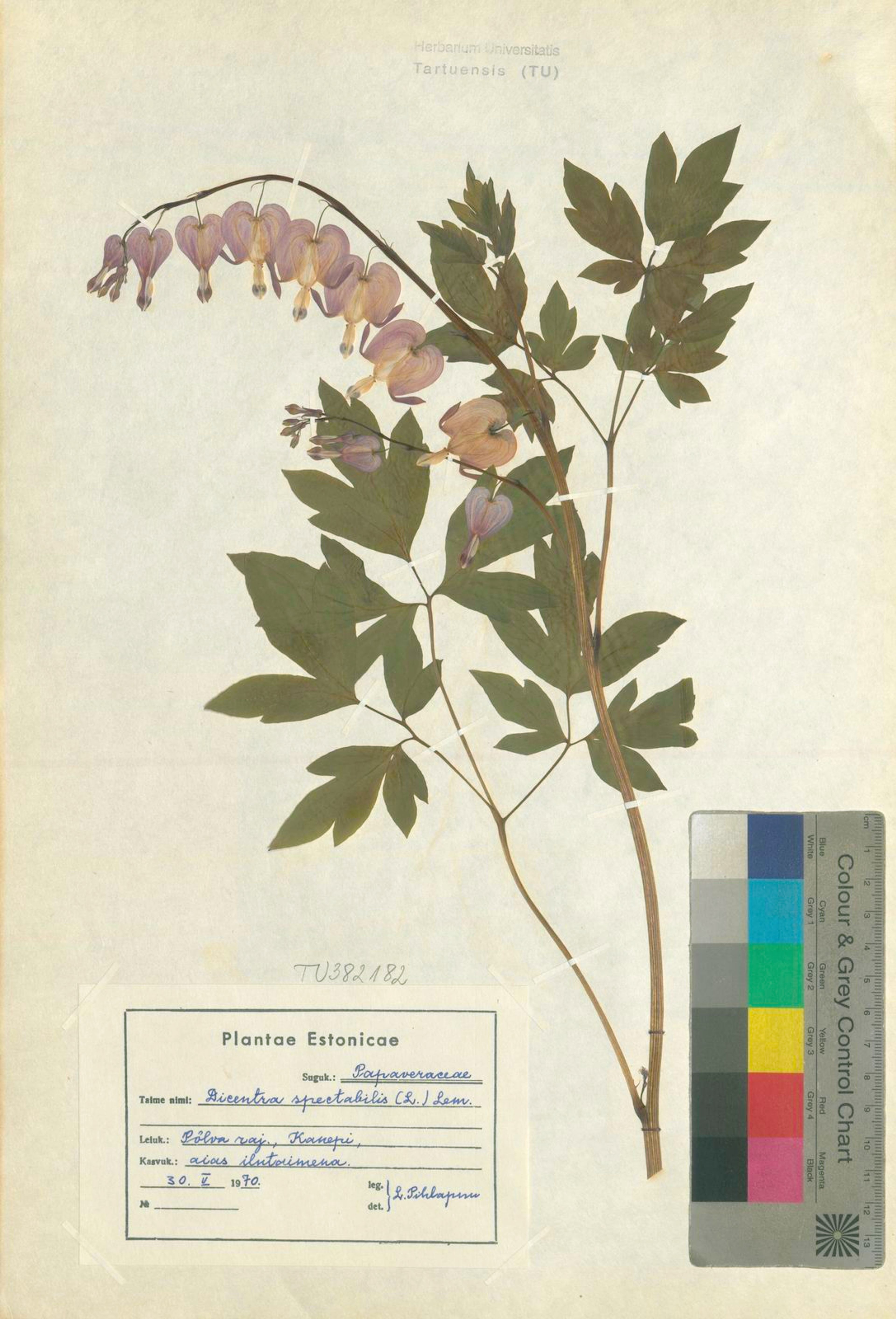 Dicentra spectabilis - 57