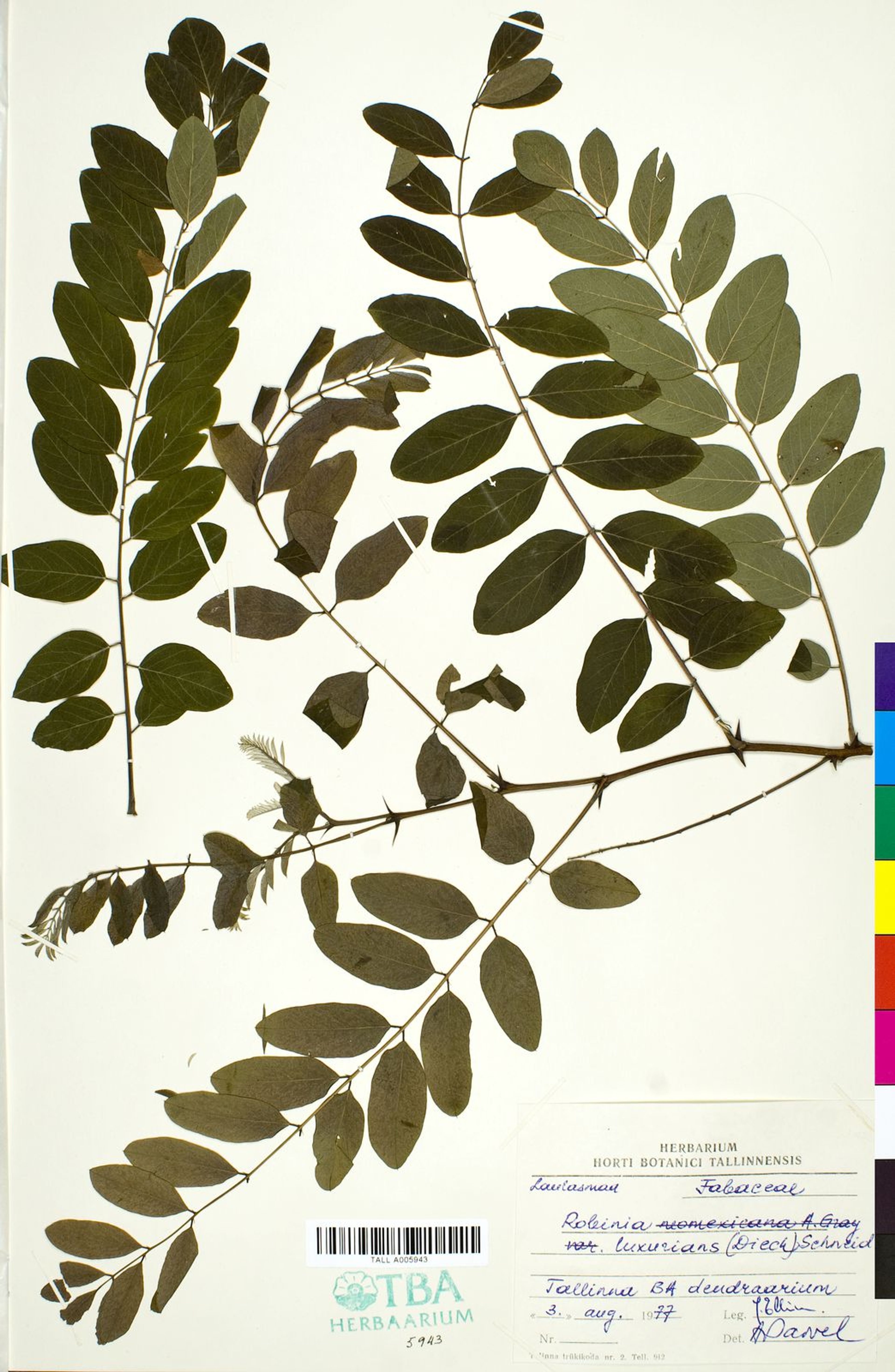 Robinia luxurians - 13