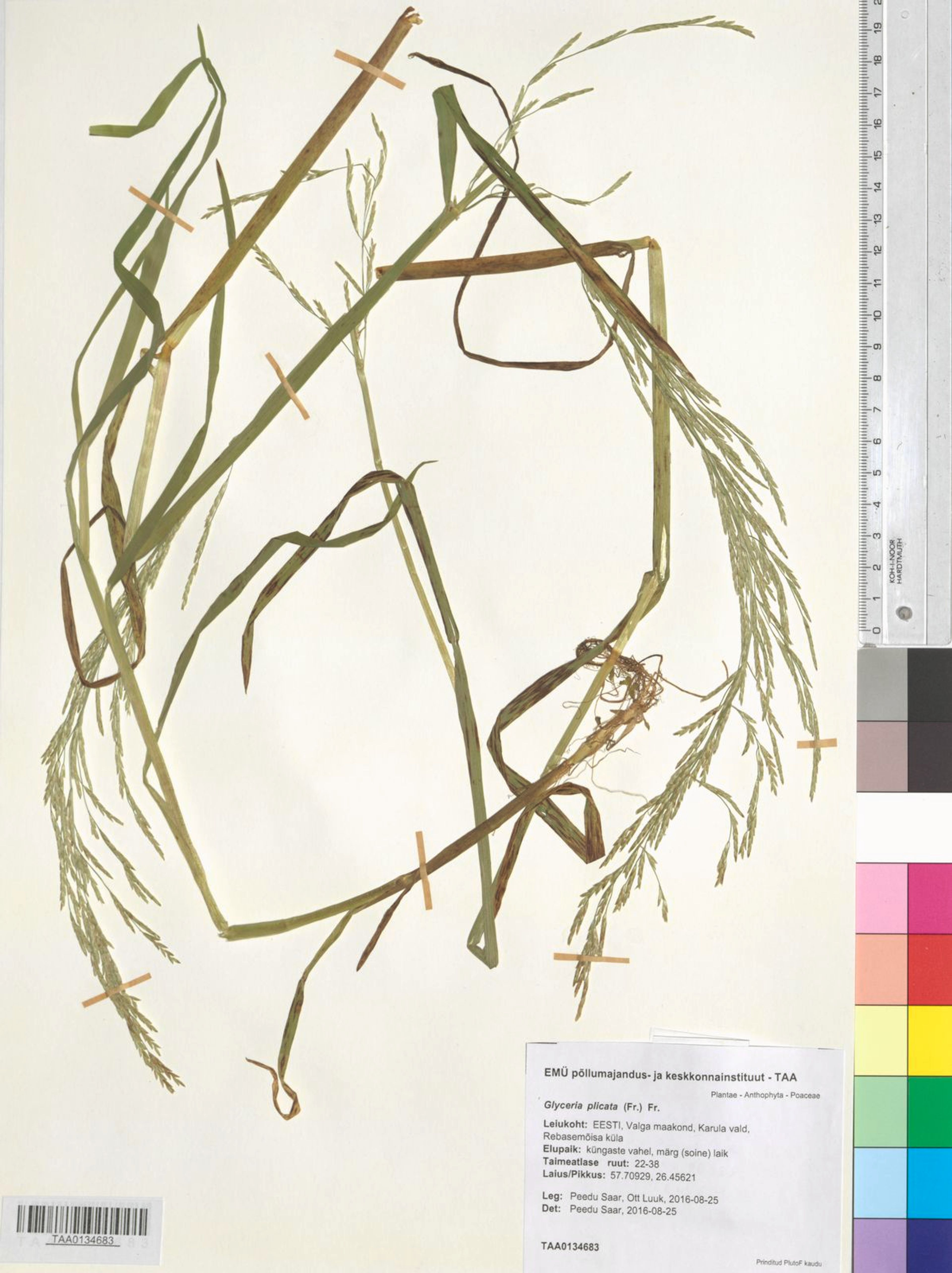 Glyceria plicata - 16