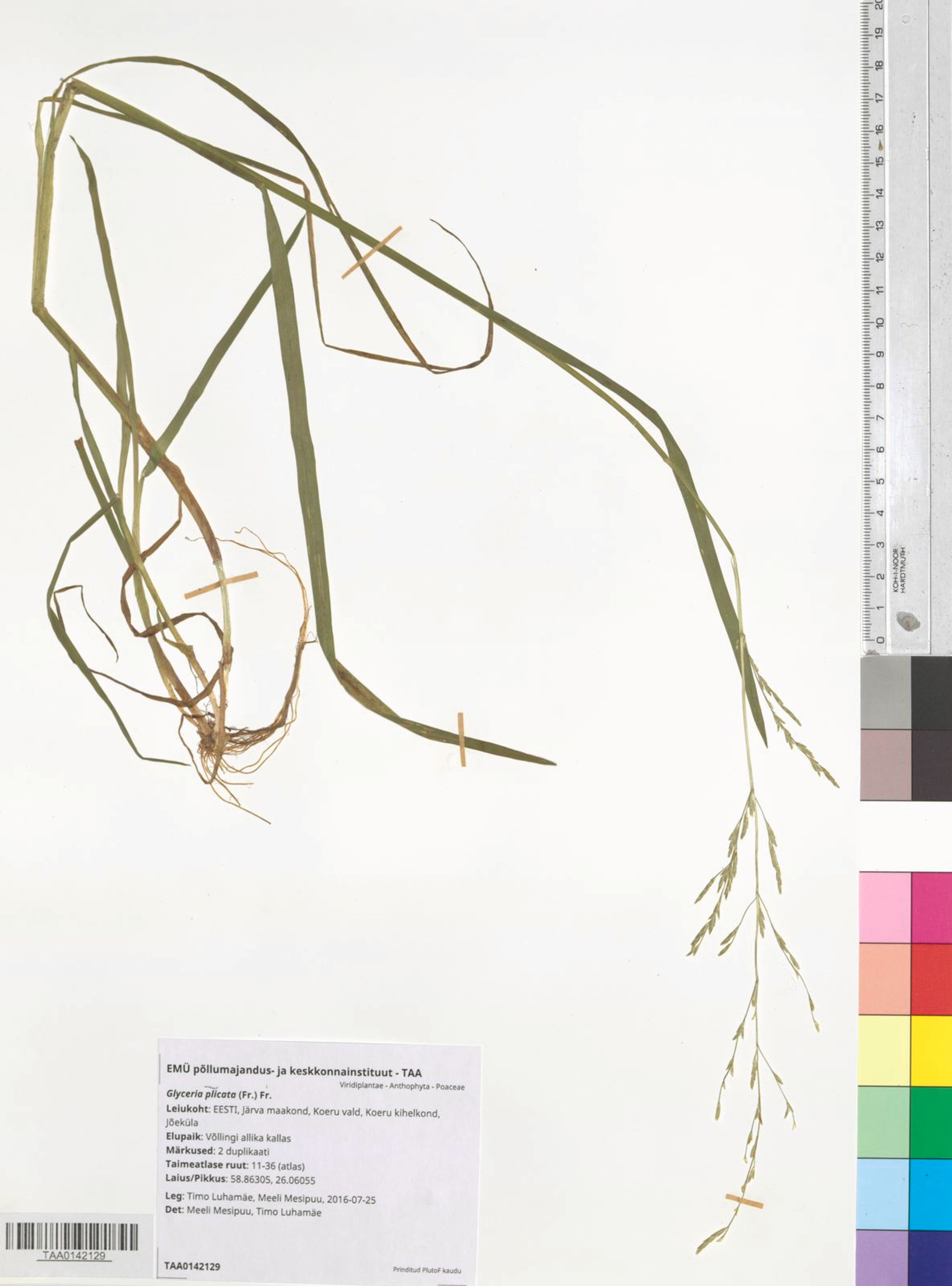 Glyceria plicata - 45