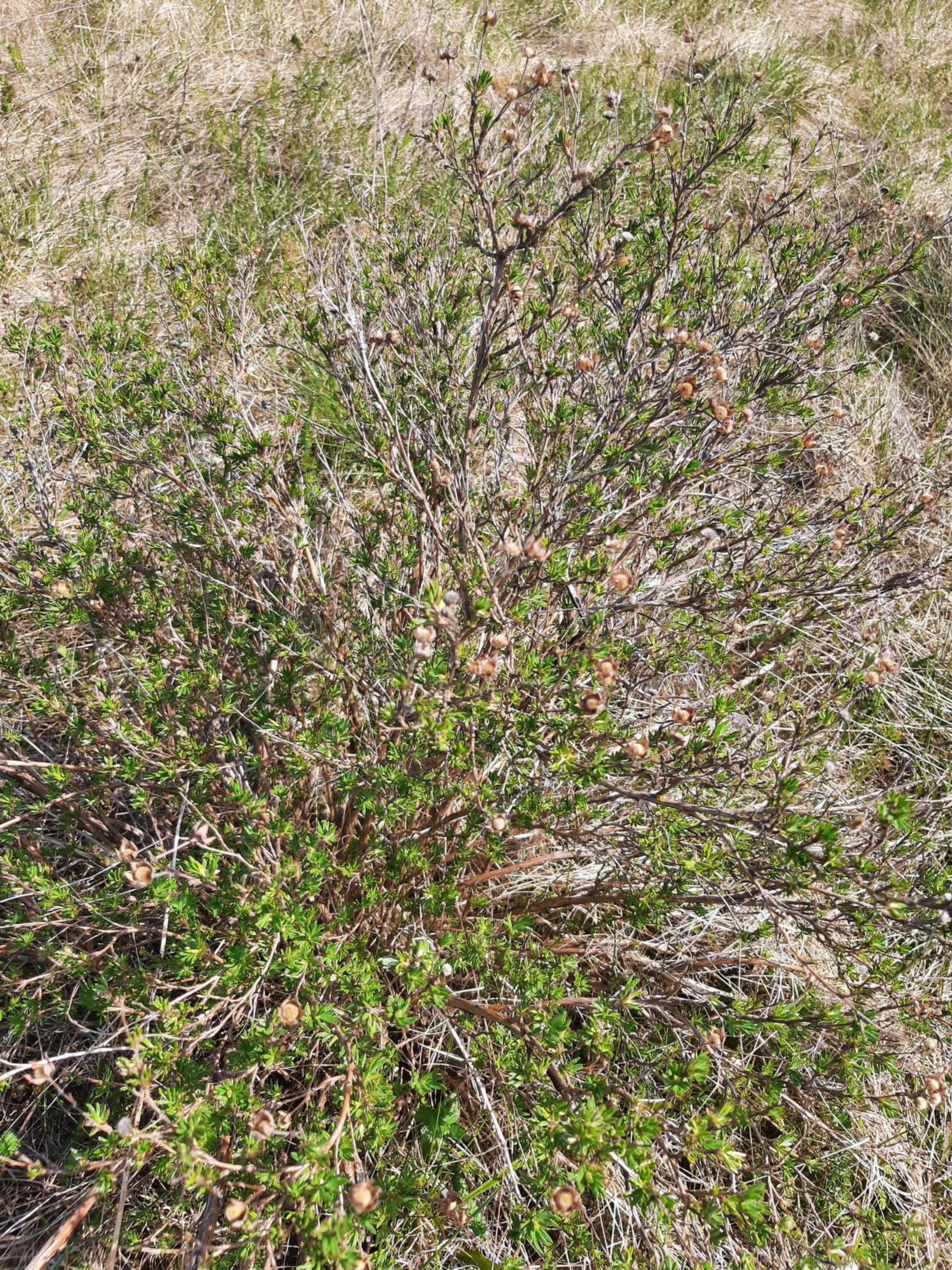 Potentilla fruticosa - 58