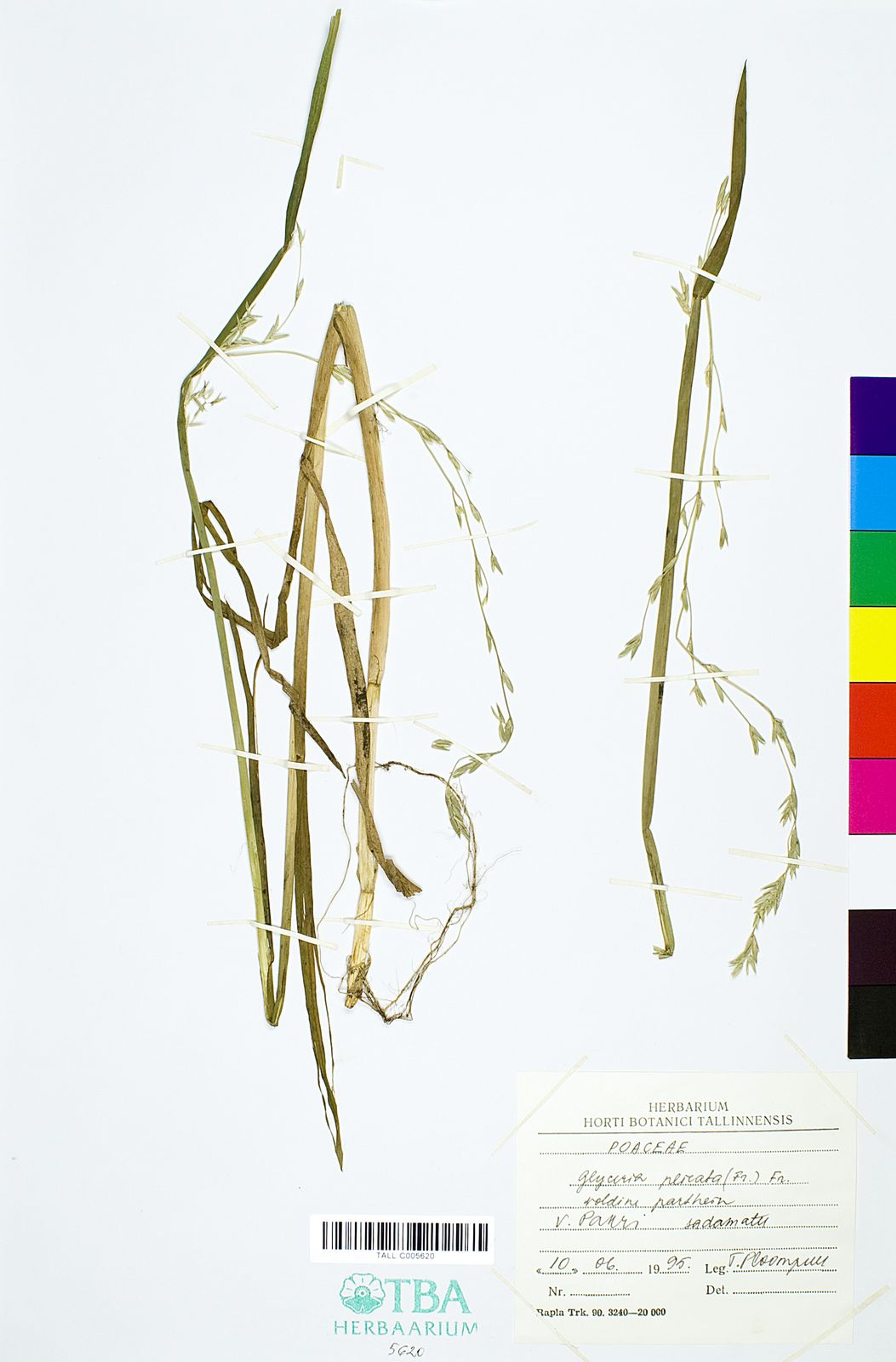 Glyceria plicata - 24