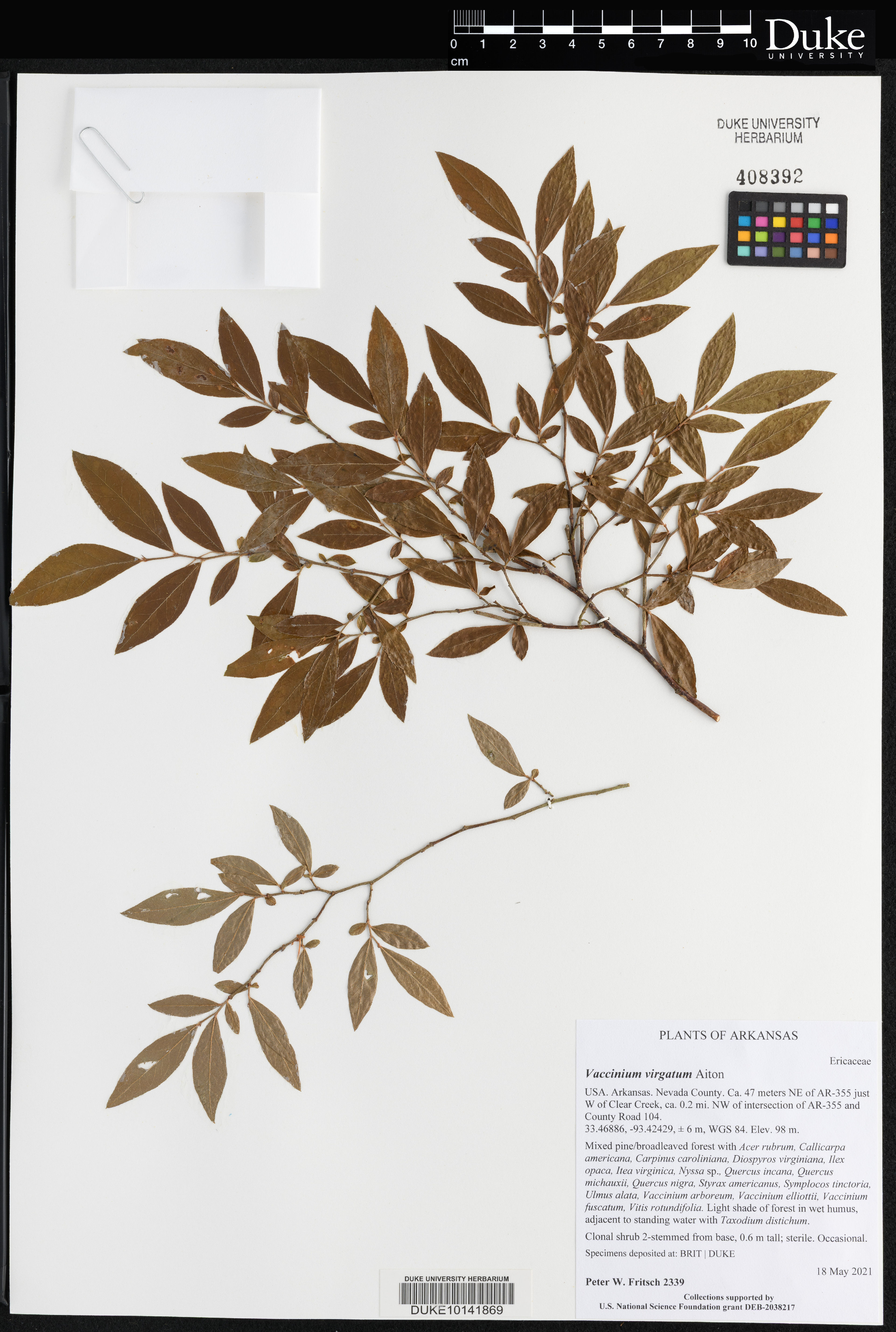 Vaccinium virgatum - 41