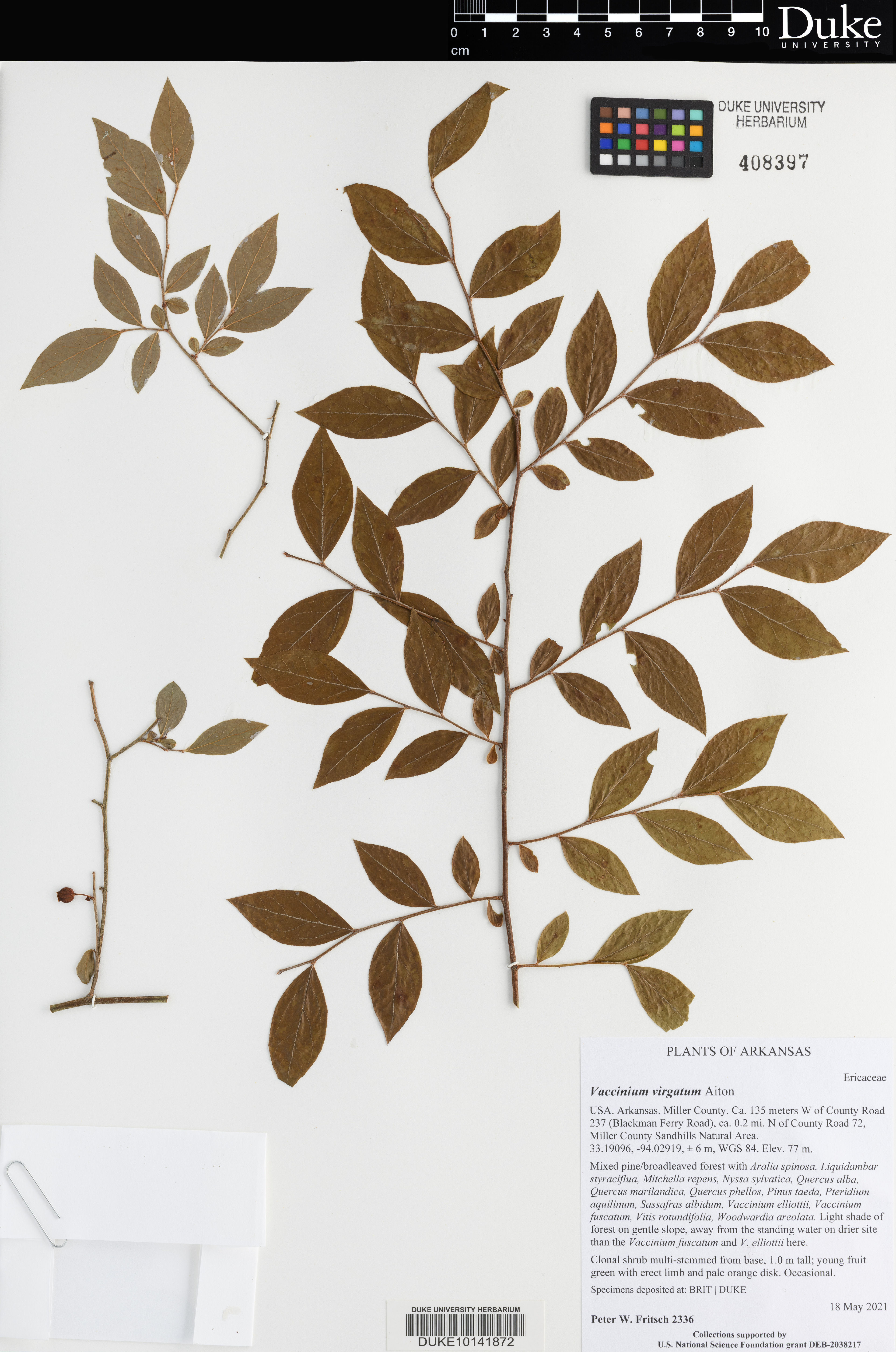 Vaccinium virgatum - 94